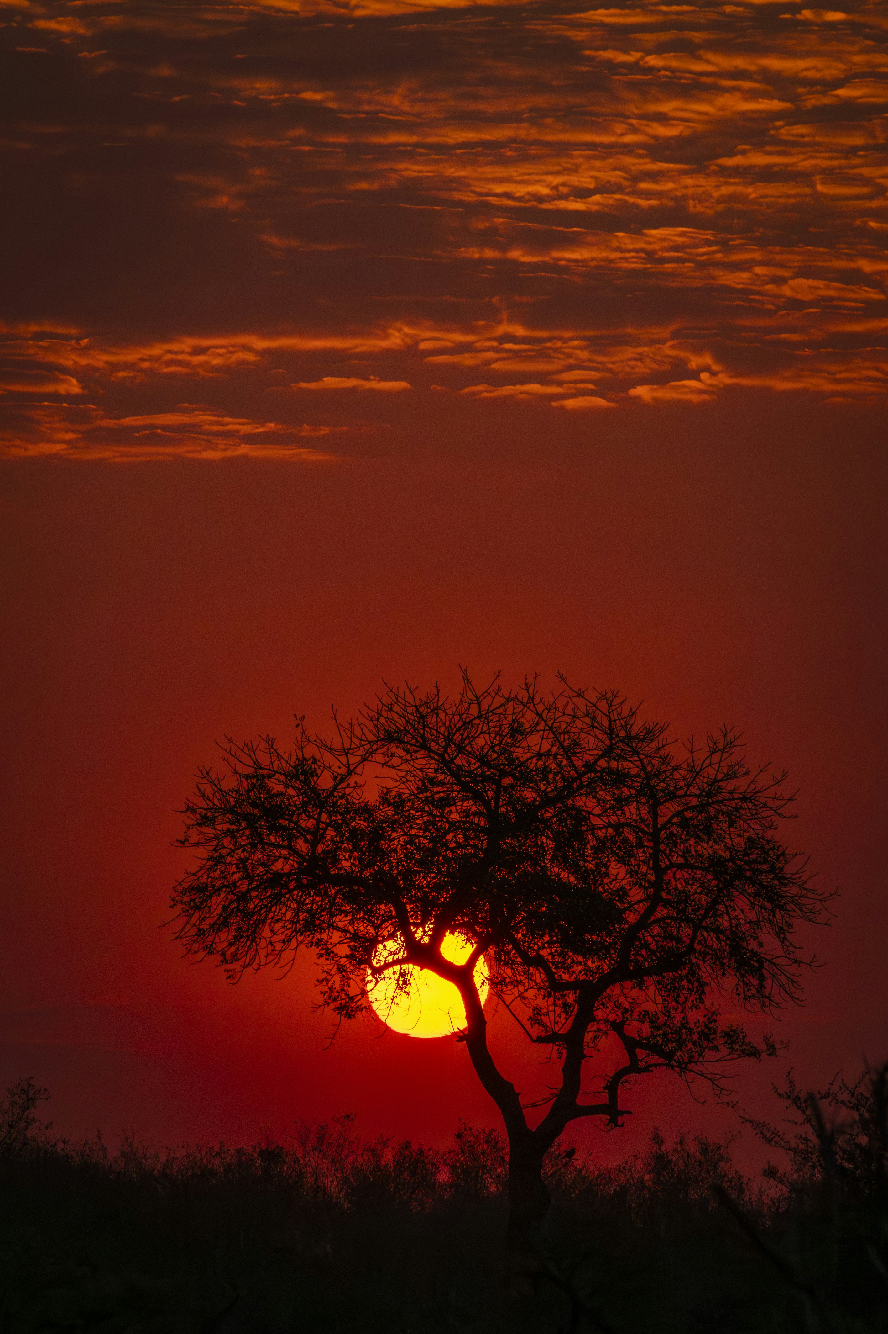 Silhueta de uma árvore contra um pôr do sol vibrante
