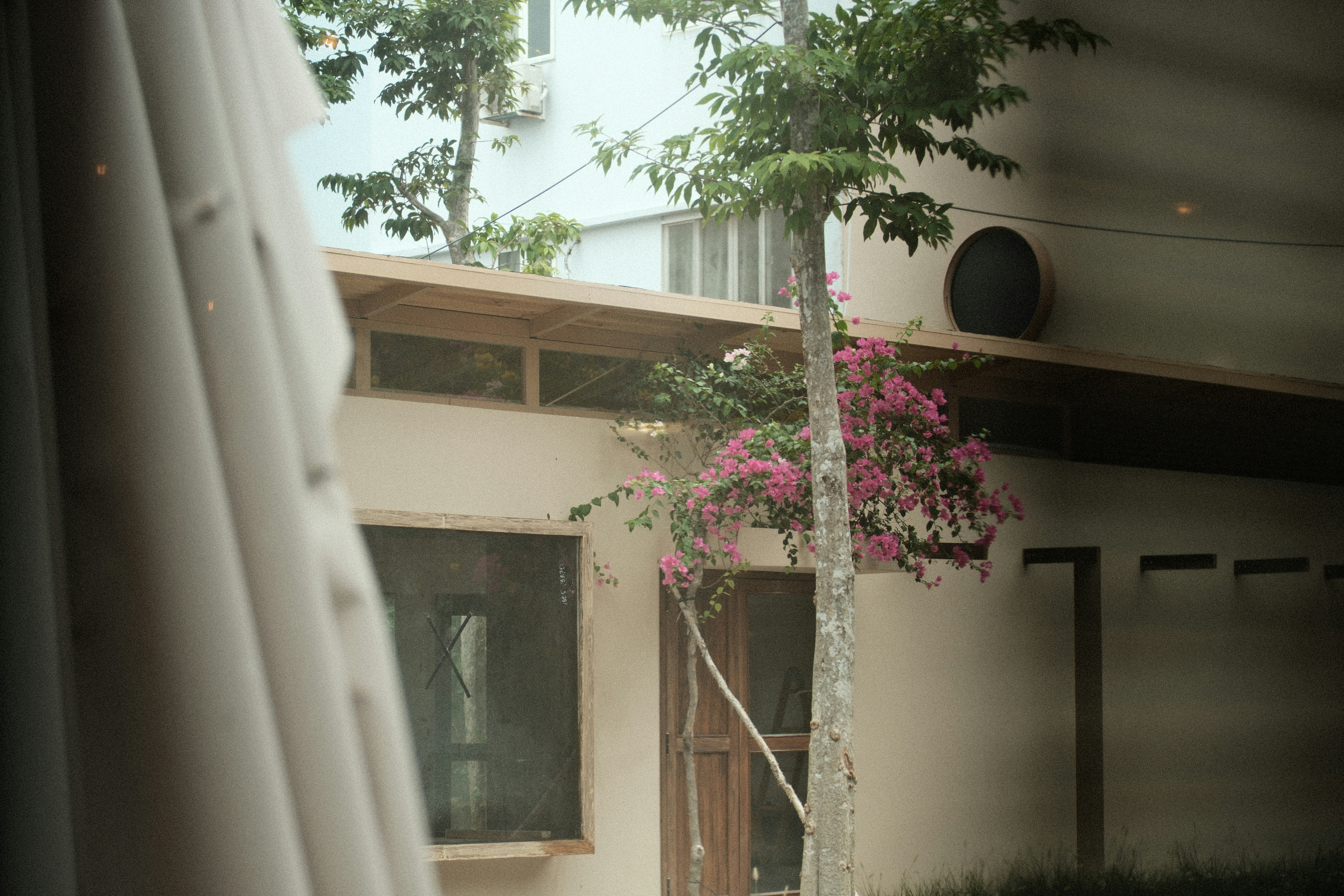 A building exterior with flowering pink bougainvillea plants.