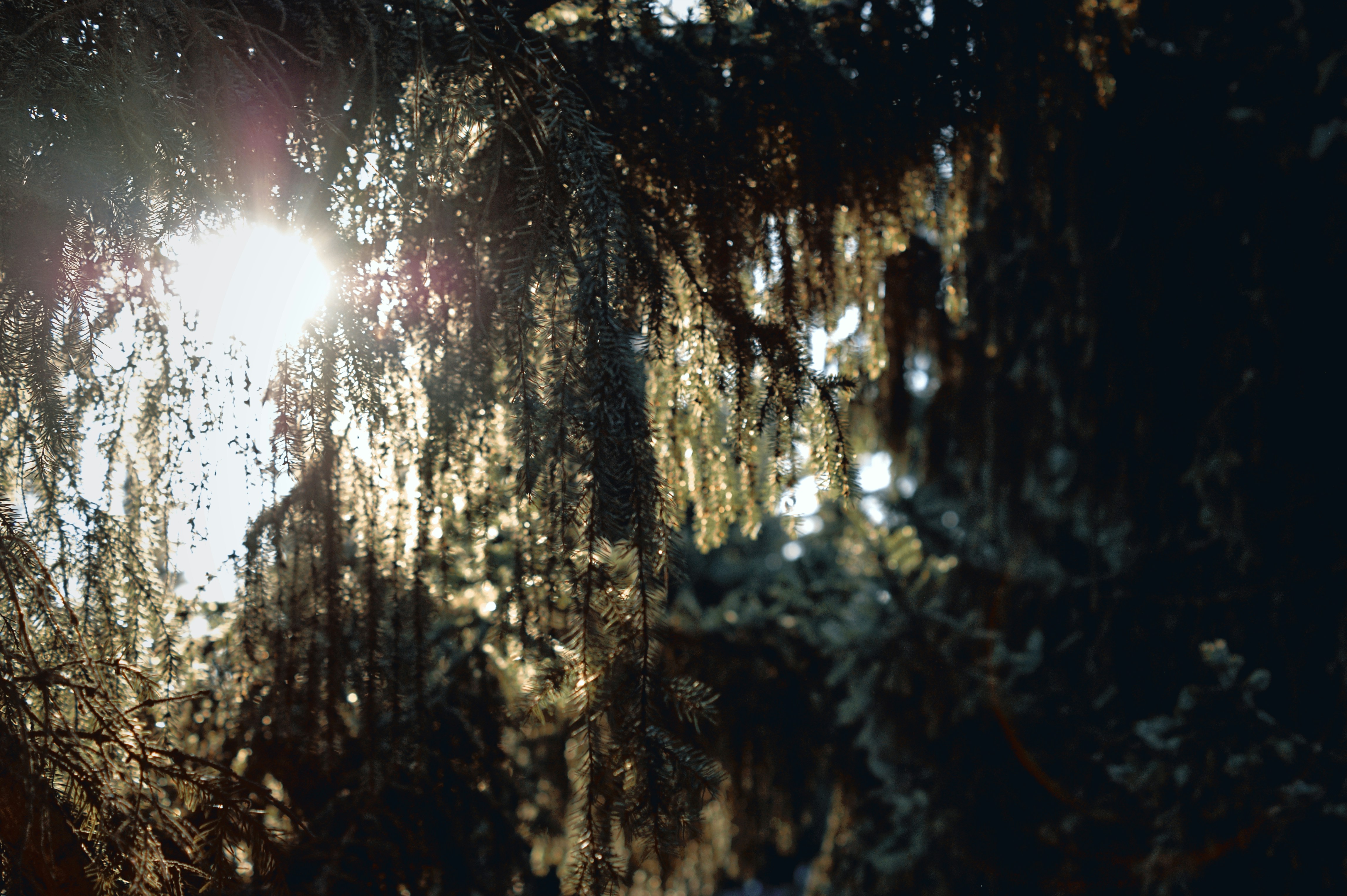 Photo by gothicpolar