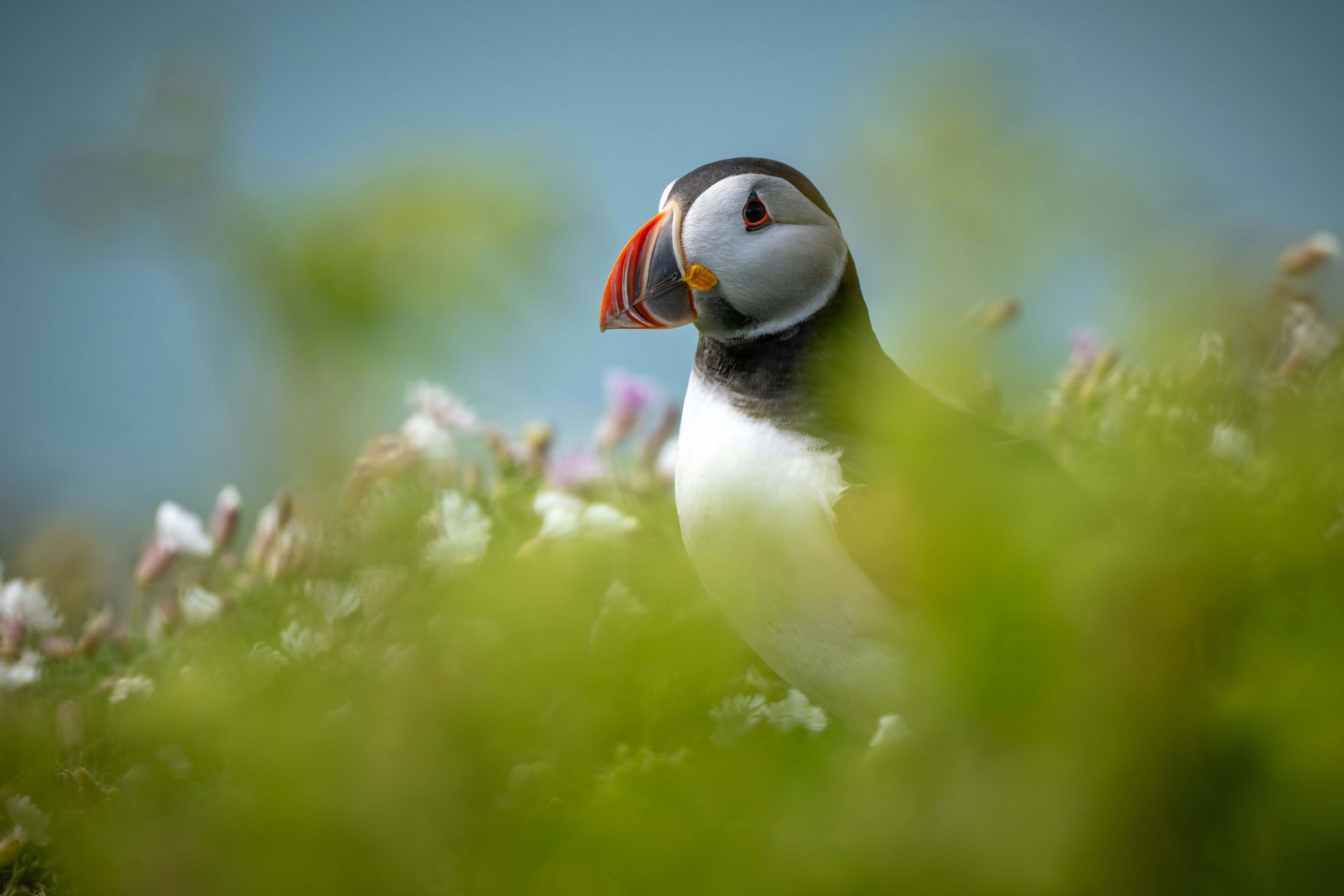 A puffin bird stands among green foliage and small flowers.