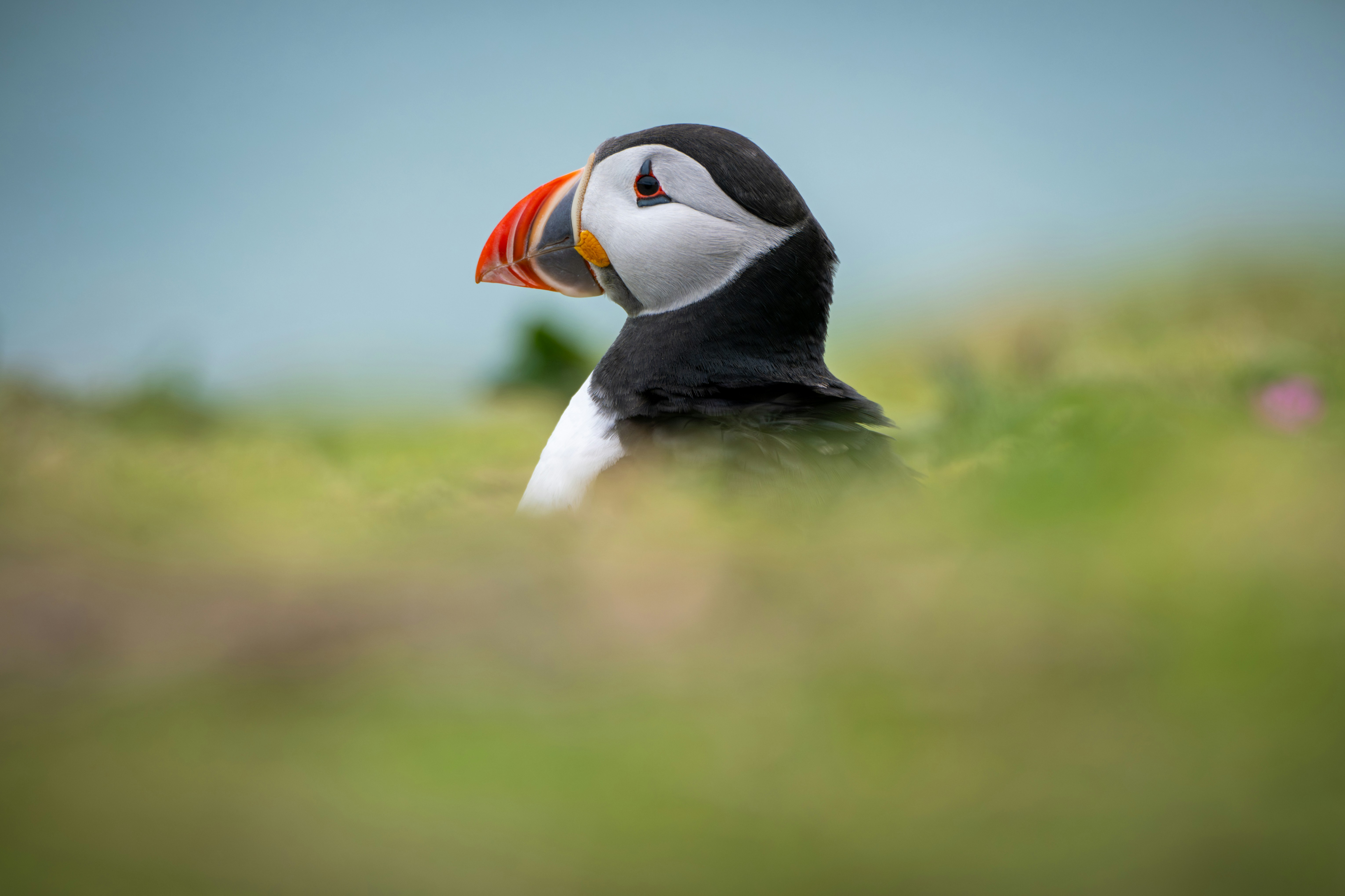 A puffin with a colorful beak on a grassy cliff