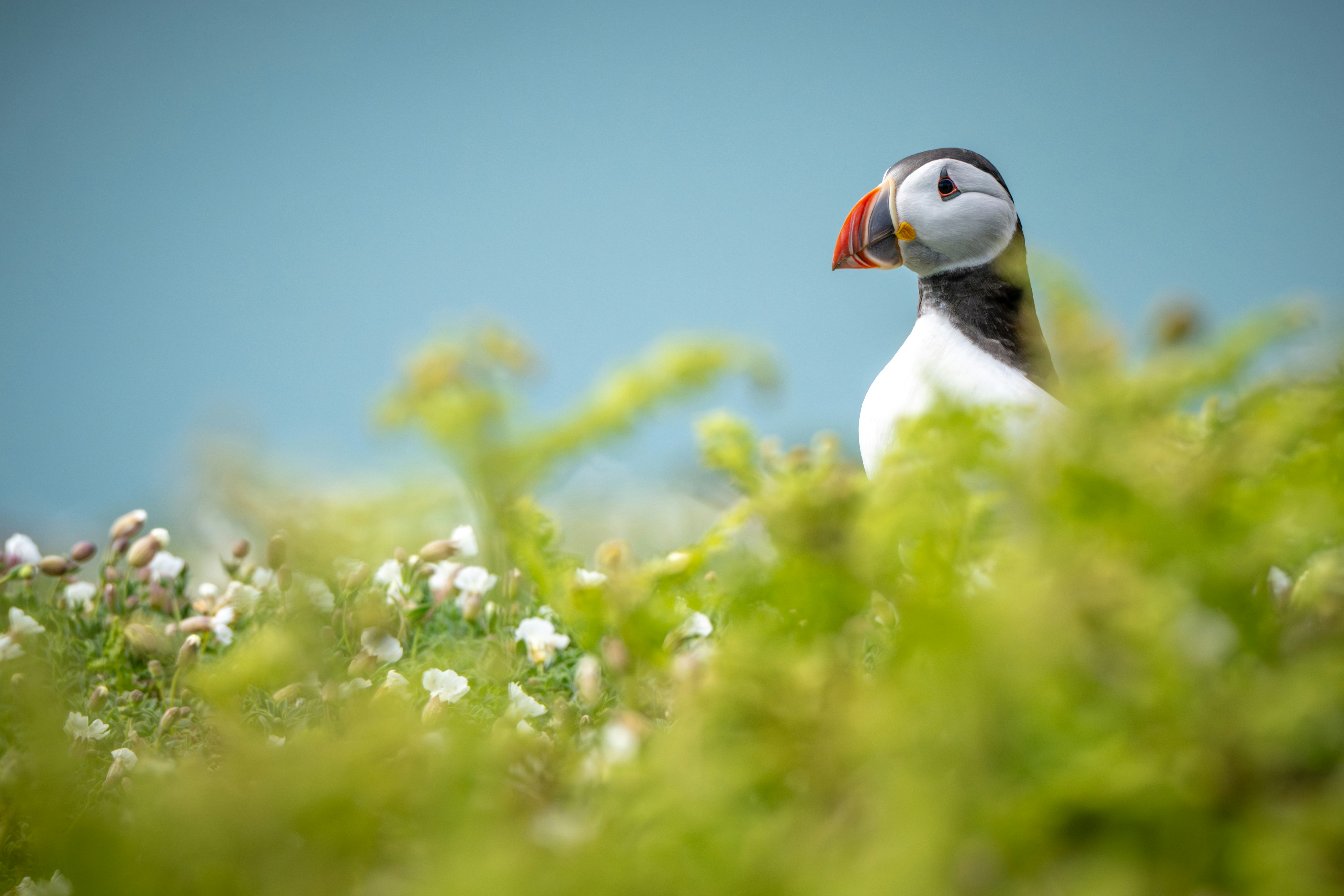 A puffin bird peeks through green foliage and white flowers.