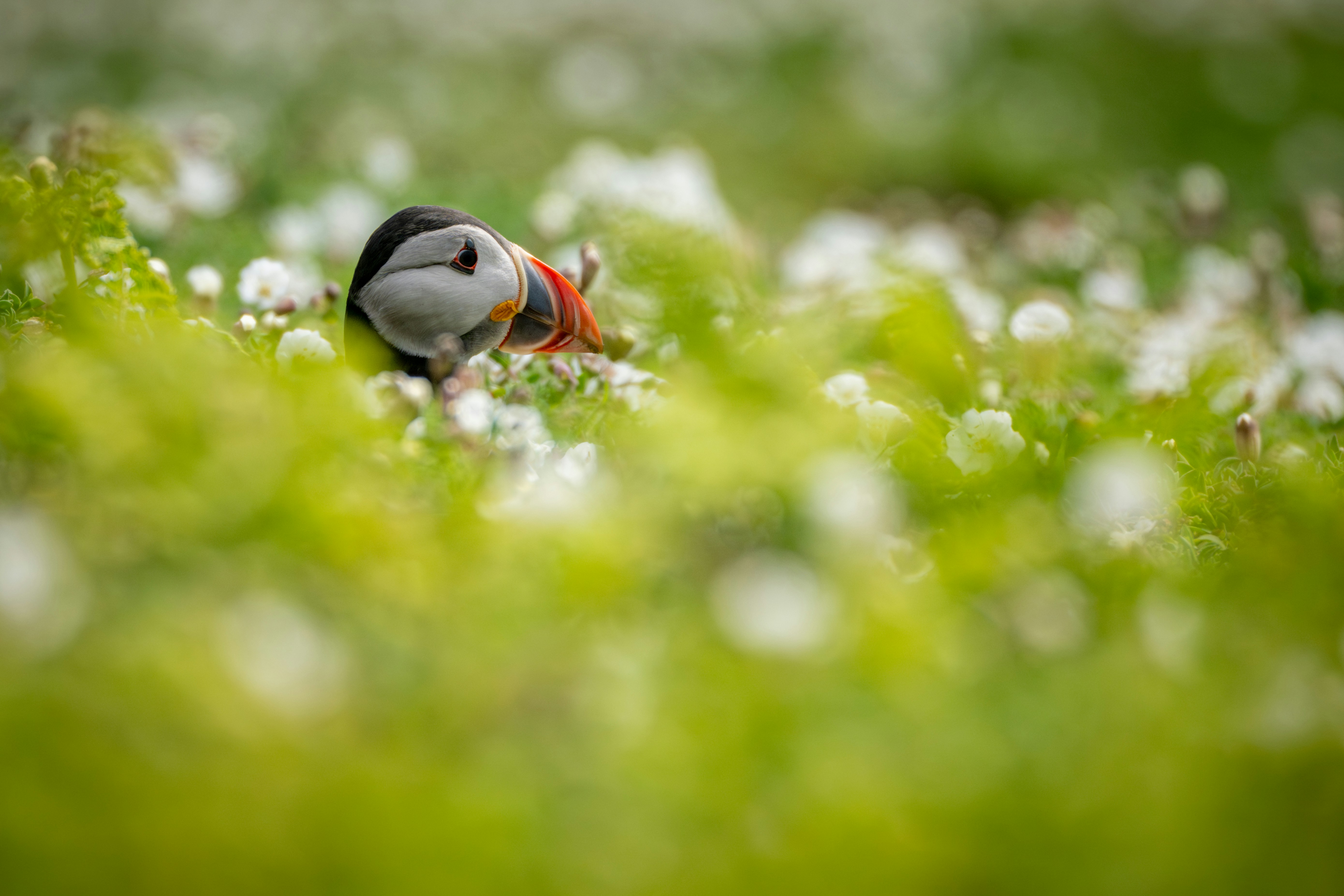 A puffin rests in a field of white flowers.