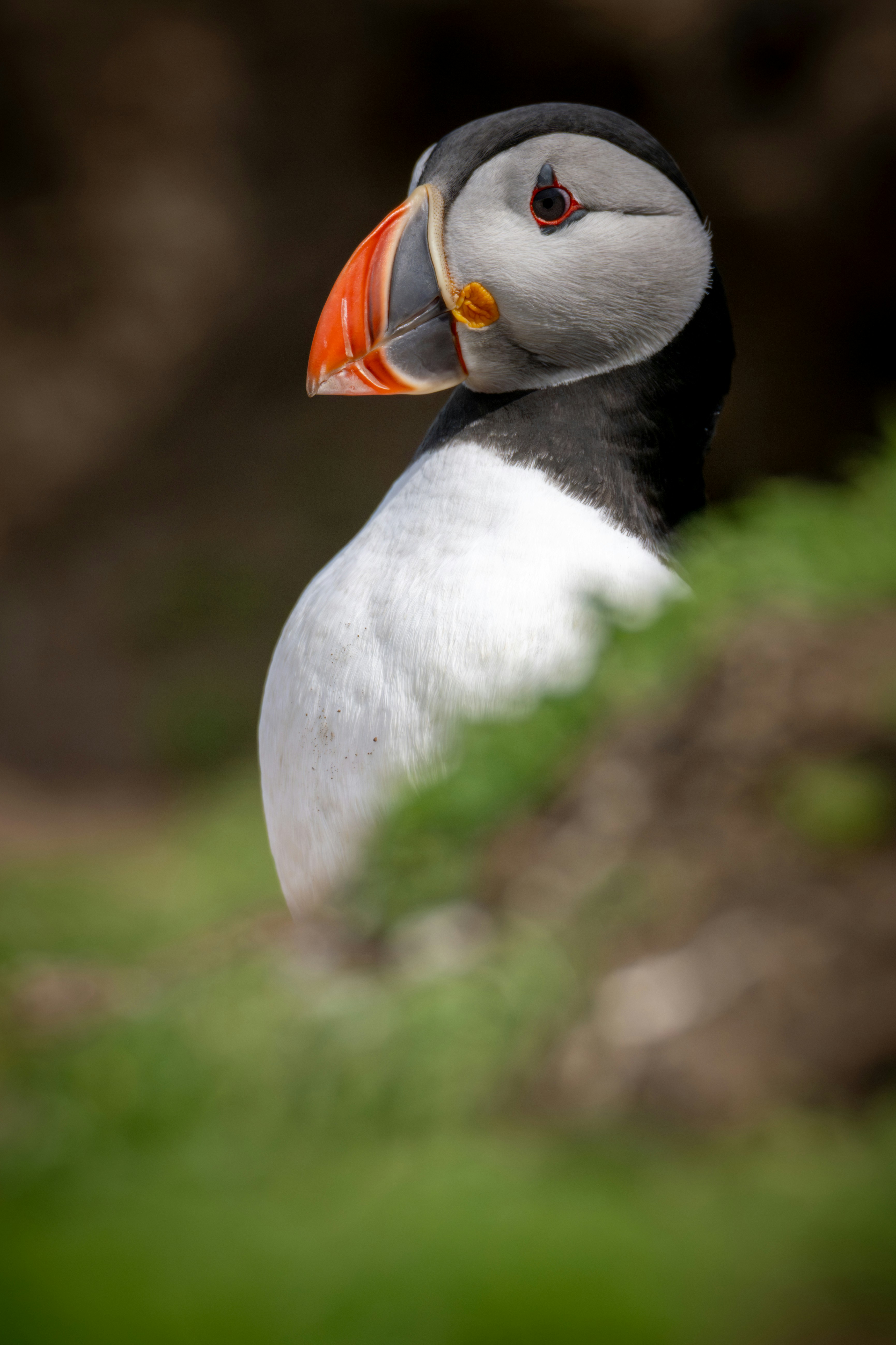 A puffin with a colorful beak peers over grass