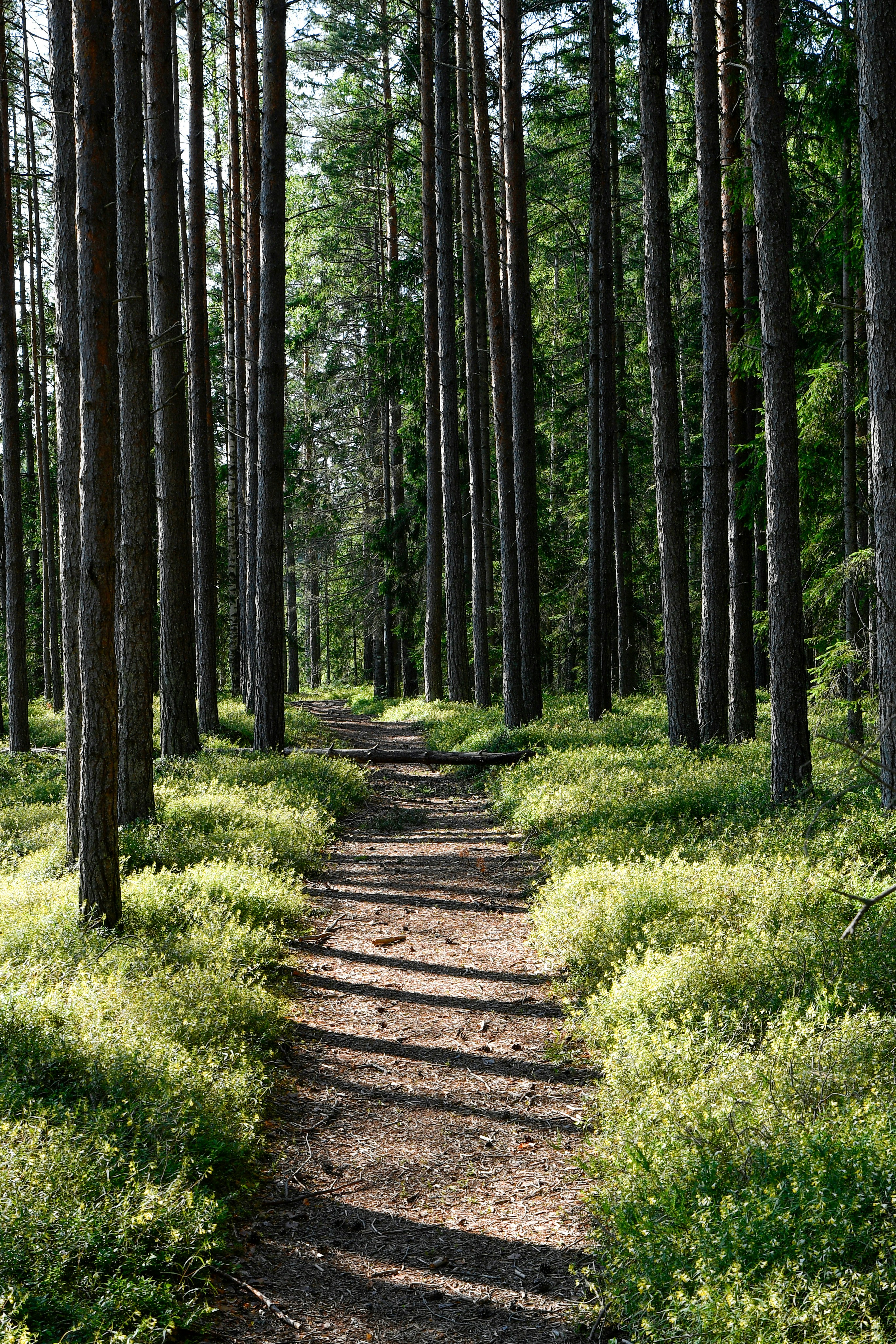A sun-dappled forest path winding through tall trees.
