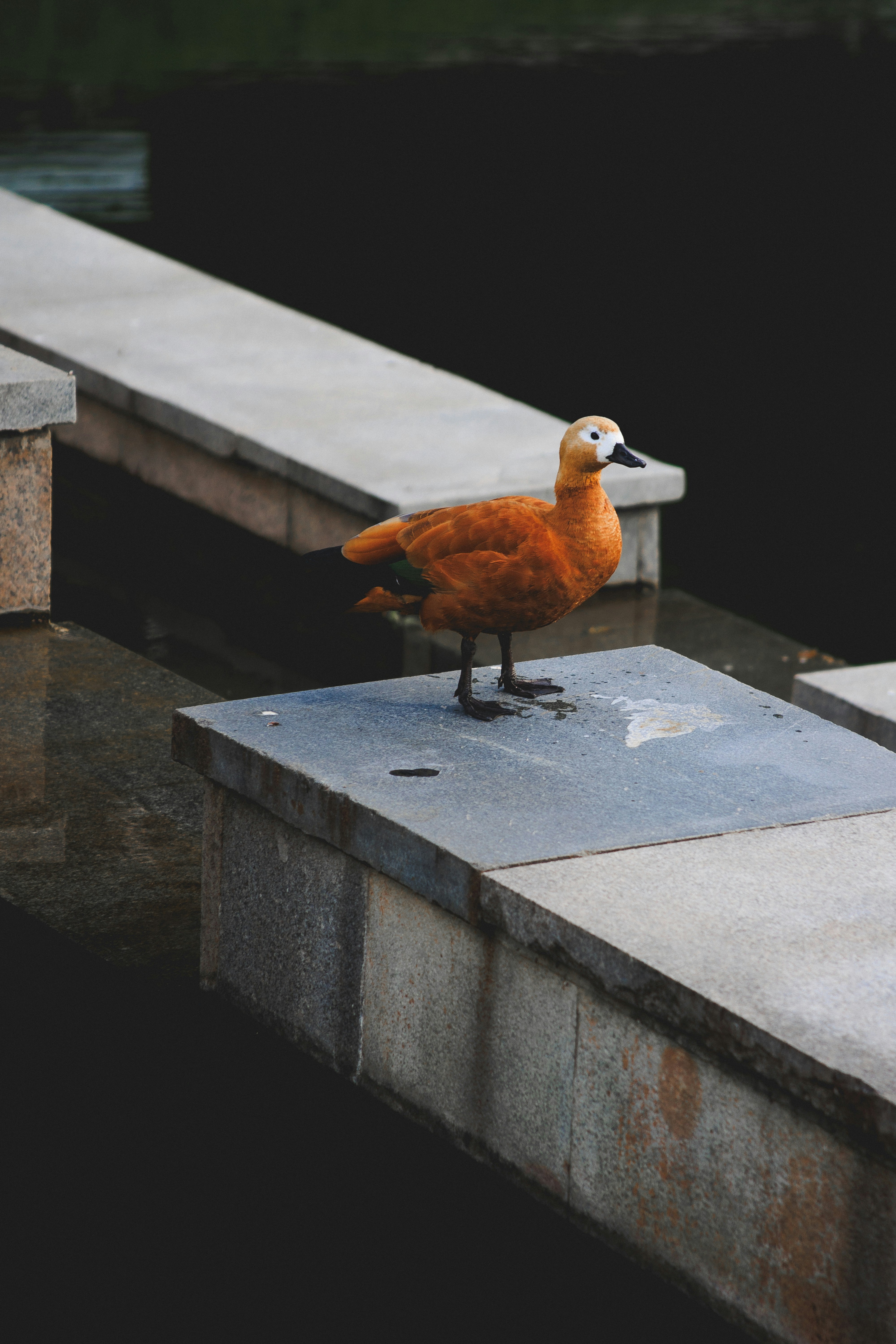 Un pato naranja está de pie sobre bloques de hormigón en agua oscura.