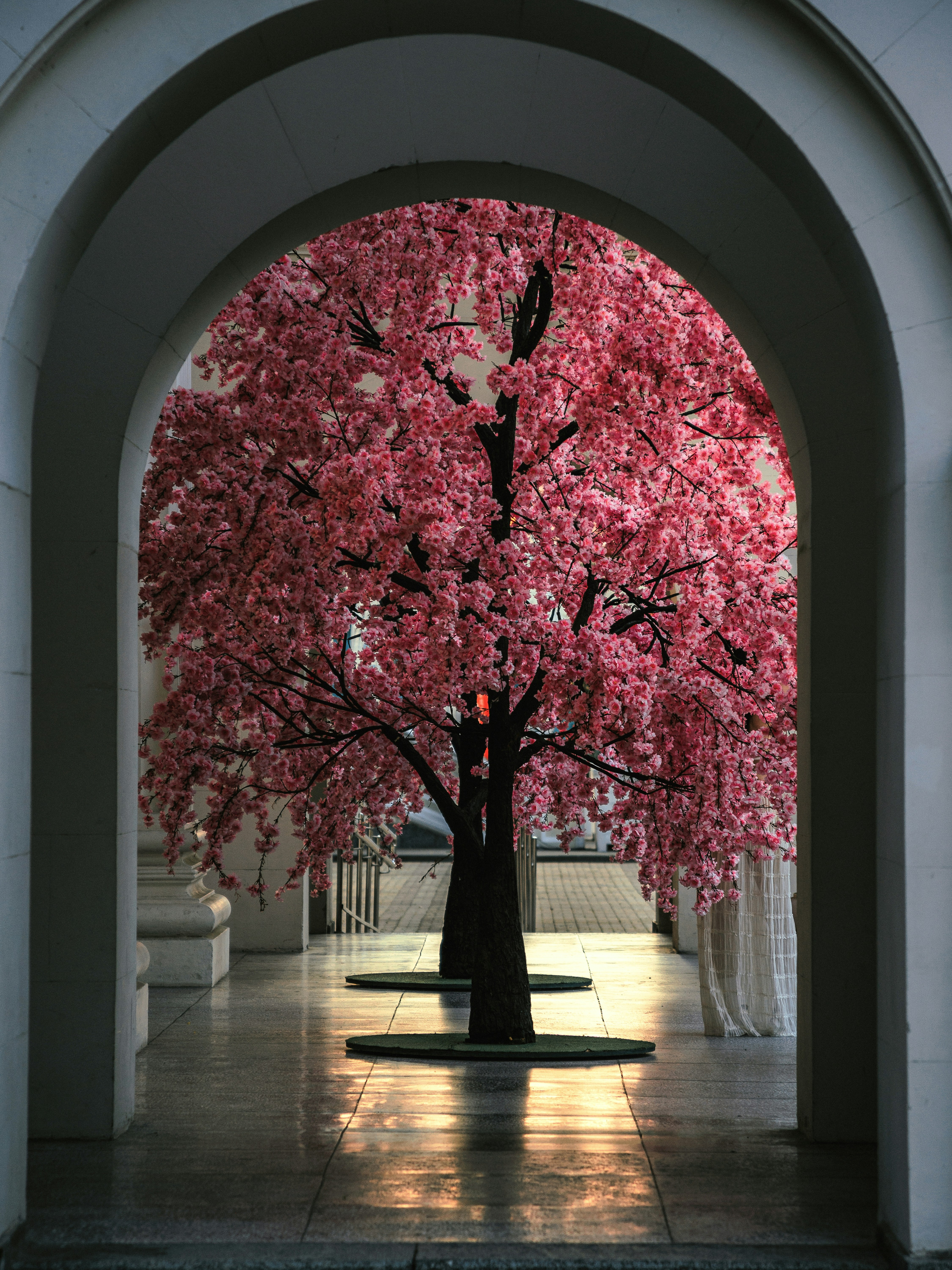 Cerezos rosas en flor a través de un elegante arco.
