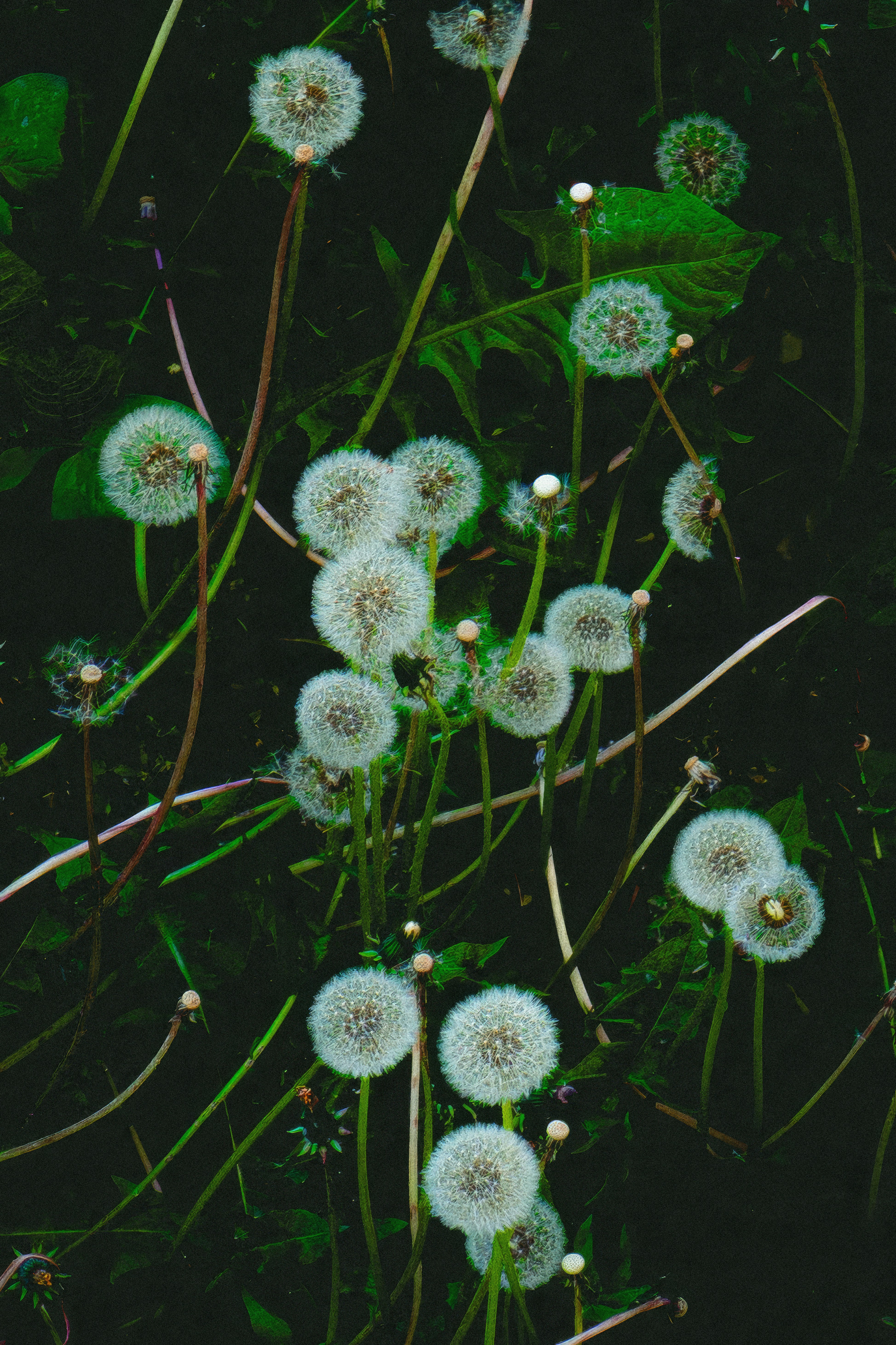 A cluster of fluffy white dandelions against dark foliage