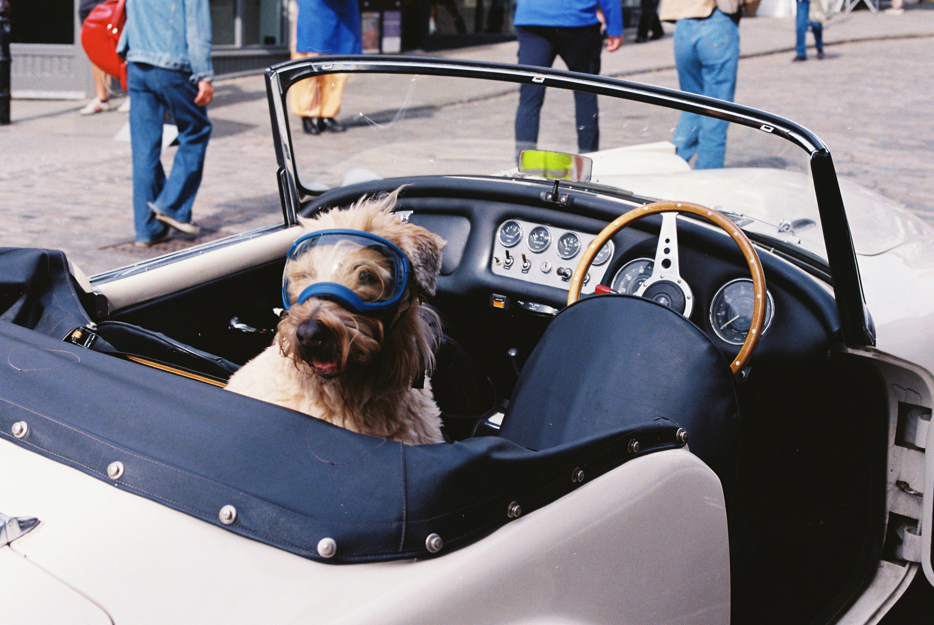 A dog wearing goggles sits in a convertible car