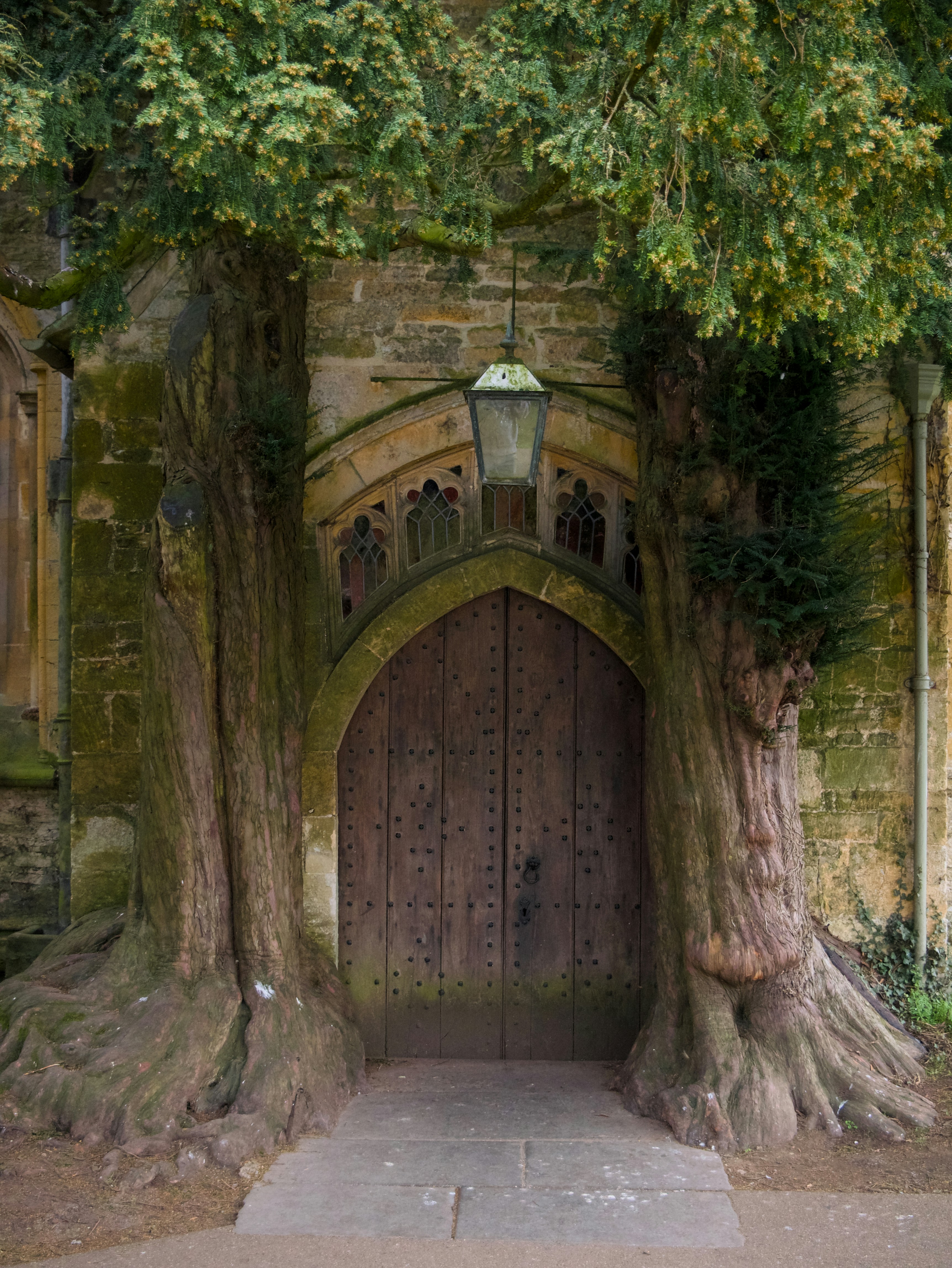 Ancient wooden door framed by large trees
