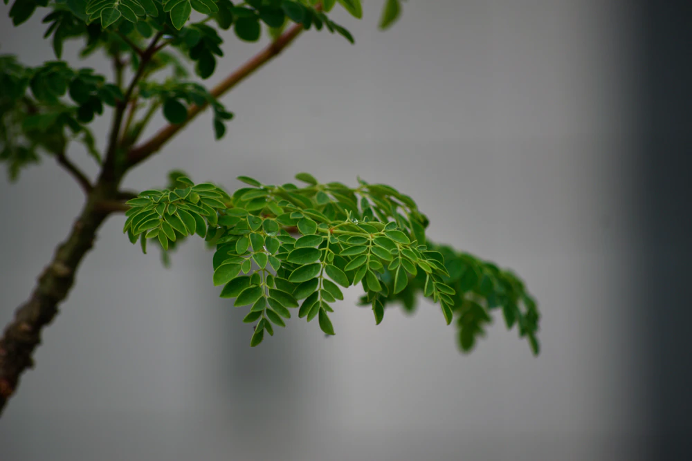 Close-up of fresh green moringa leaves on a branch