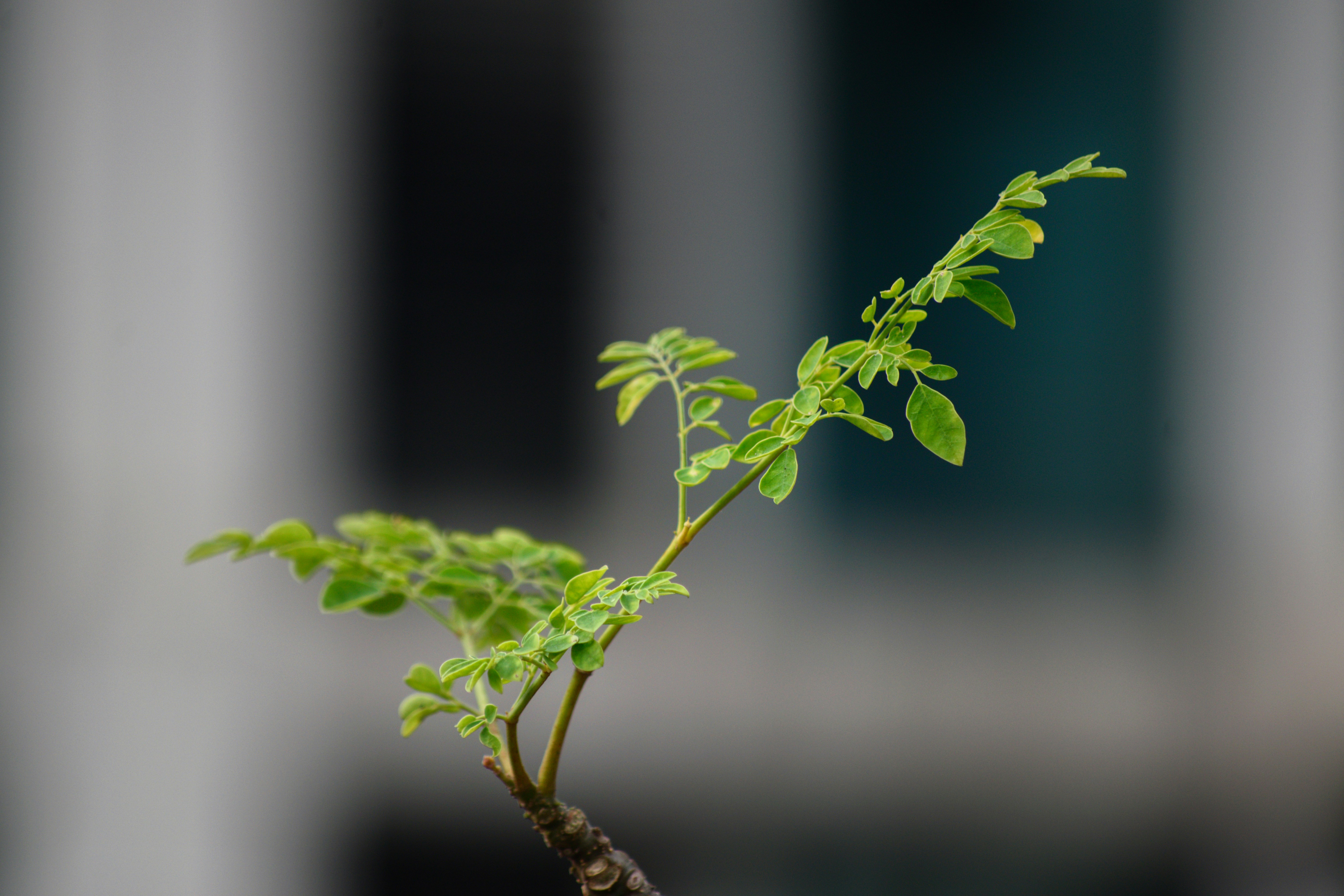 Uma pequena planta verde com folhas delicadas