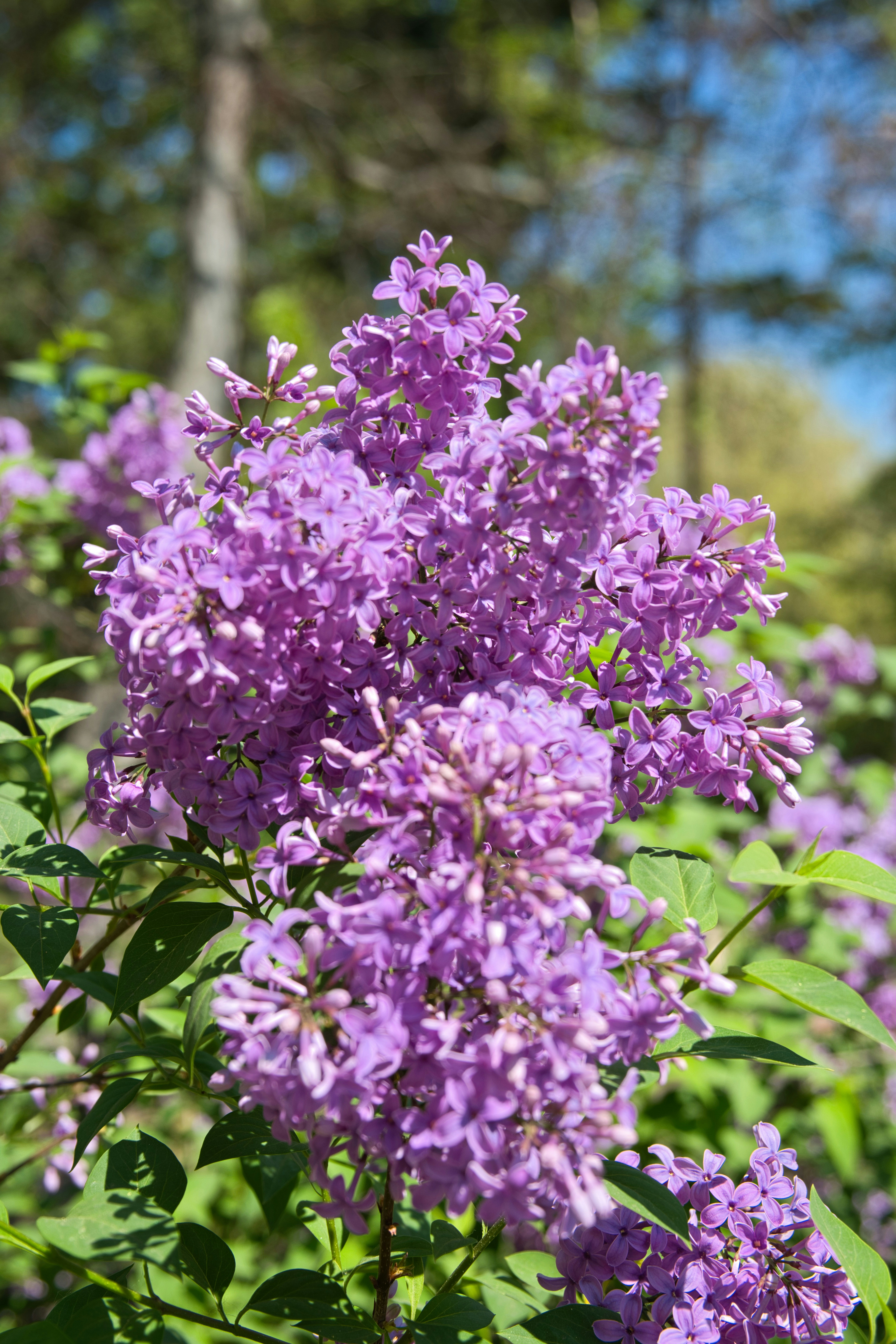 咲く紫色のライラックの花の群れ。