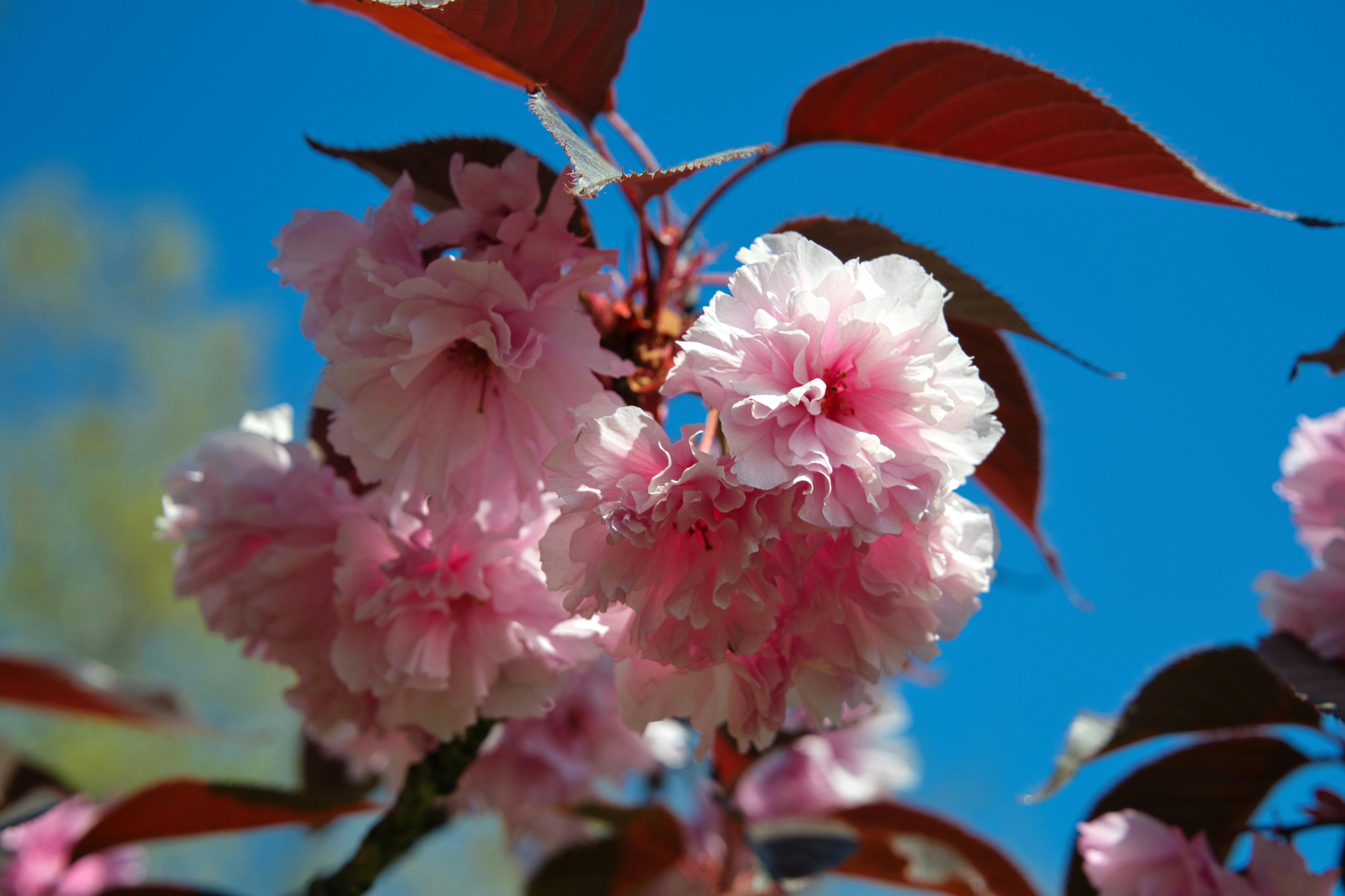 明るい青空を背景にピンクの桜が咲く。