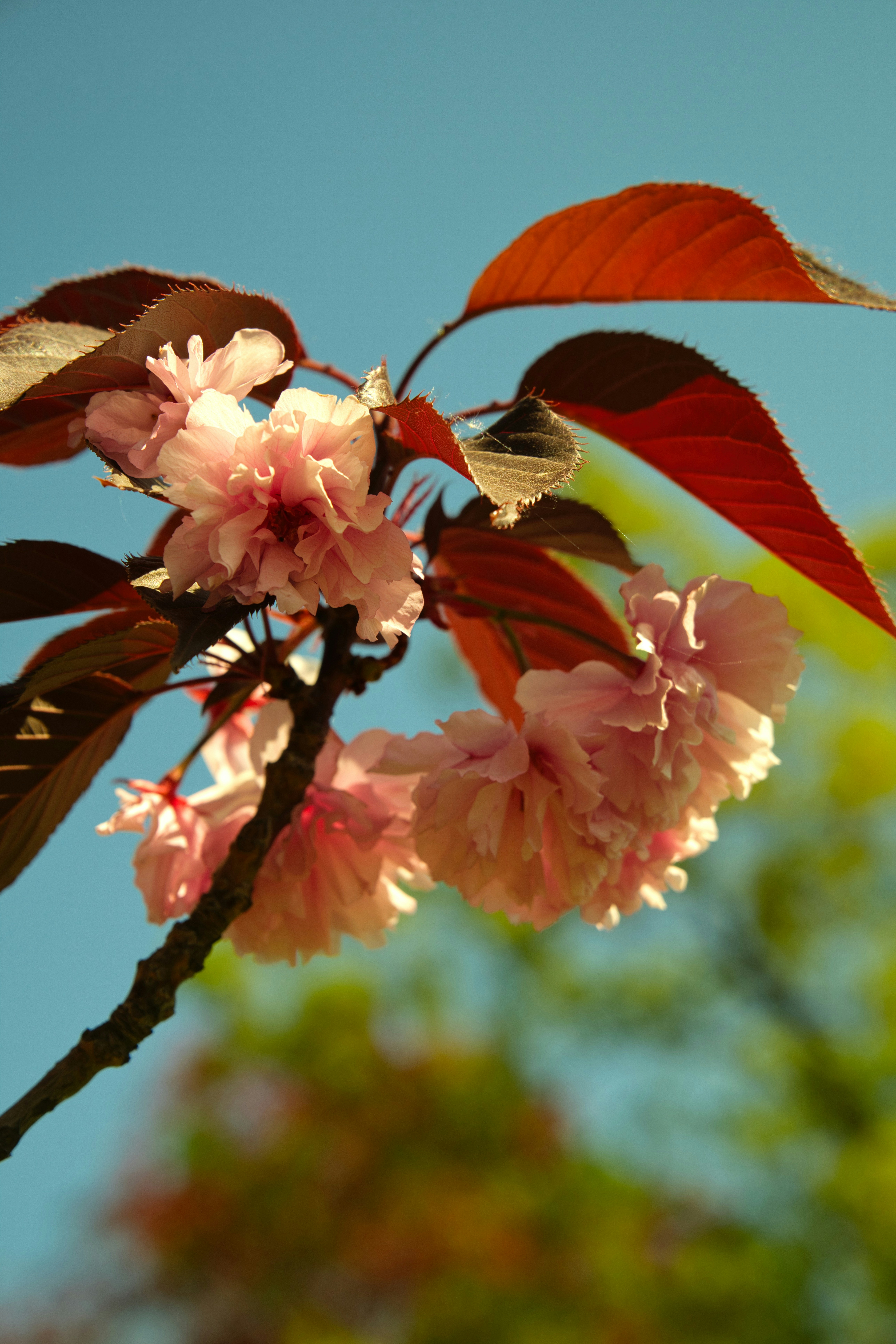 赤い葉の枝にはピンクの桜が咲いています。