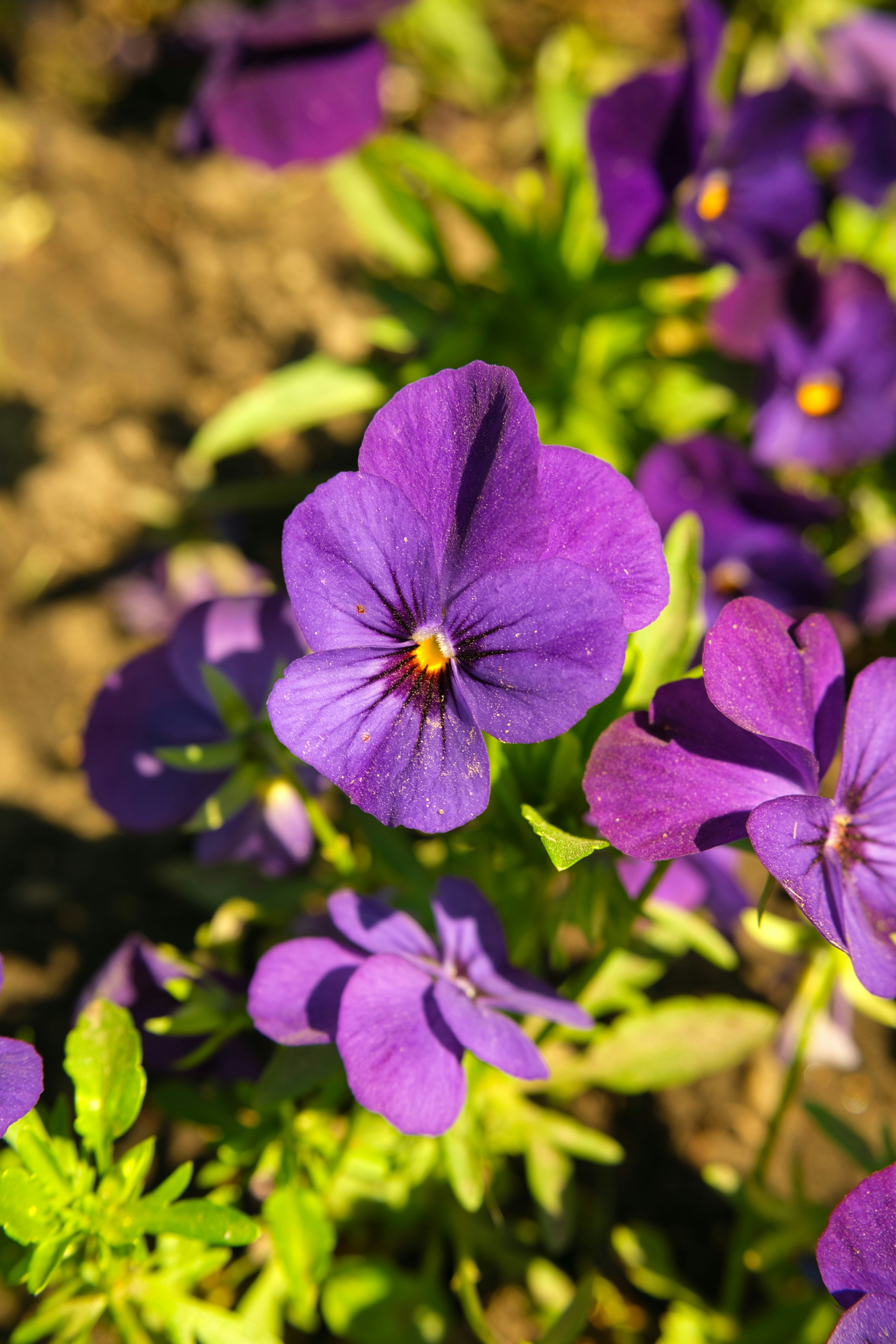 紫のパンジーは庭の花壇に咲いています。