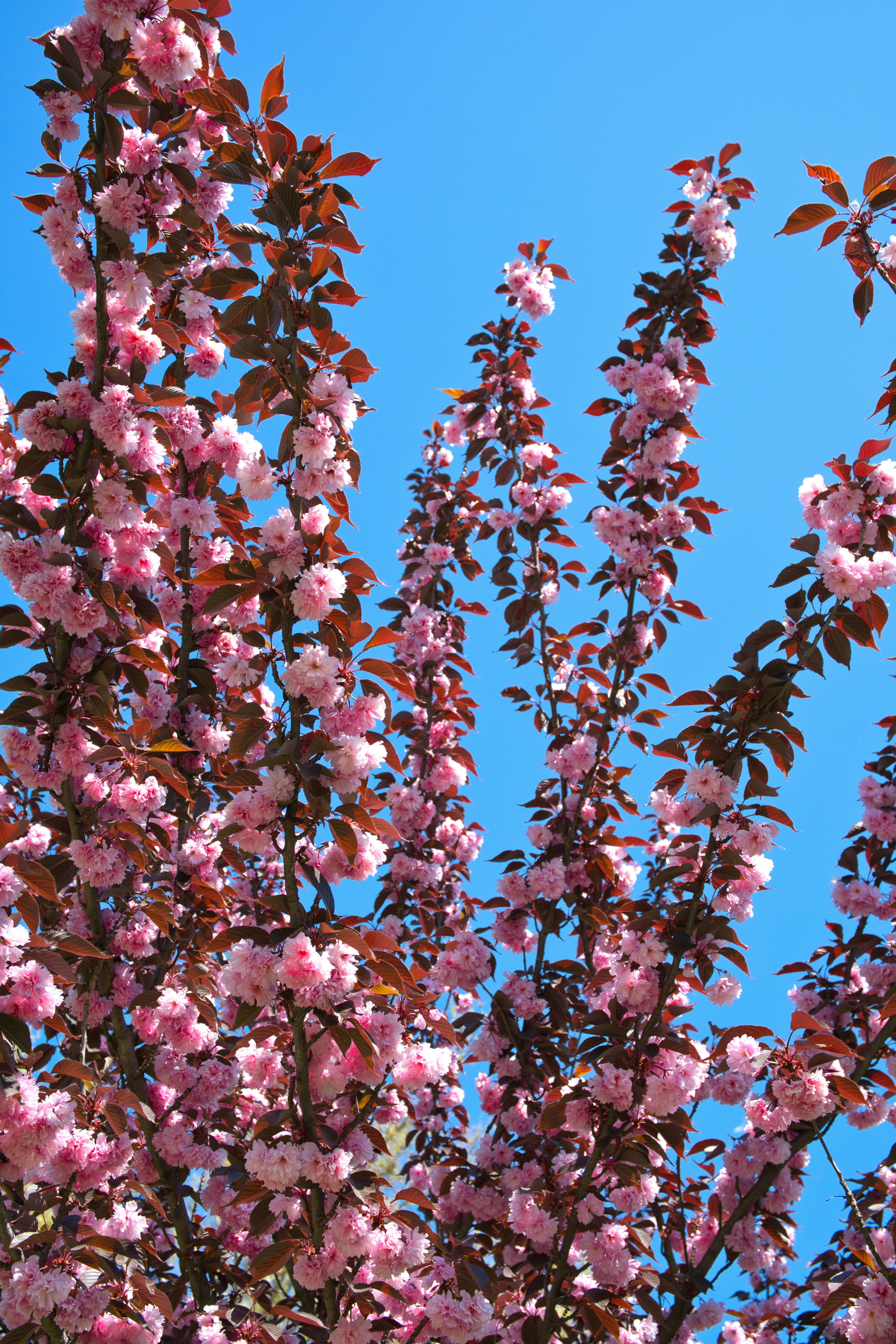 澄んだ青空にピンクの桜が咲く。