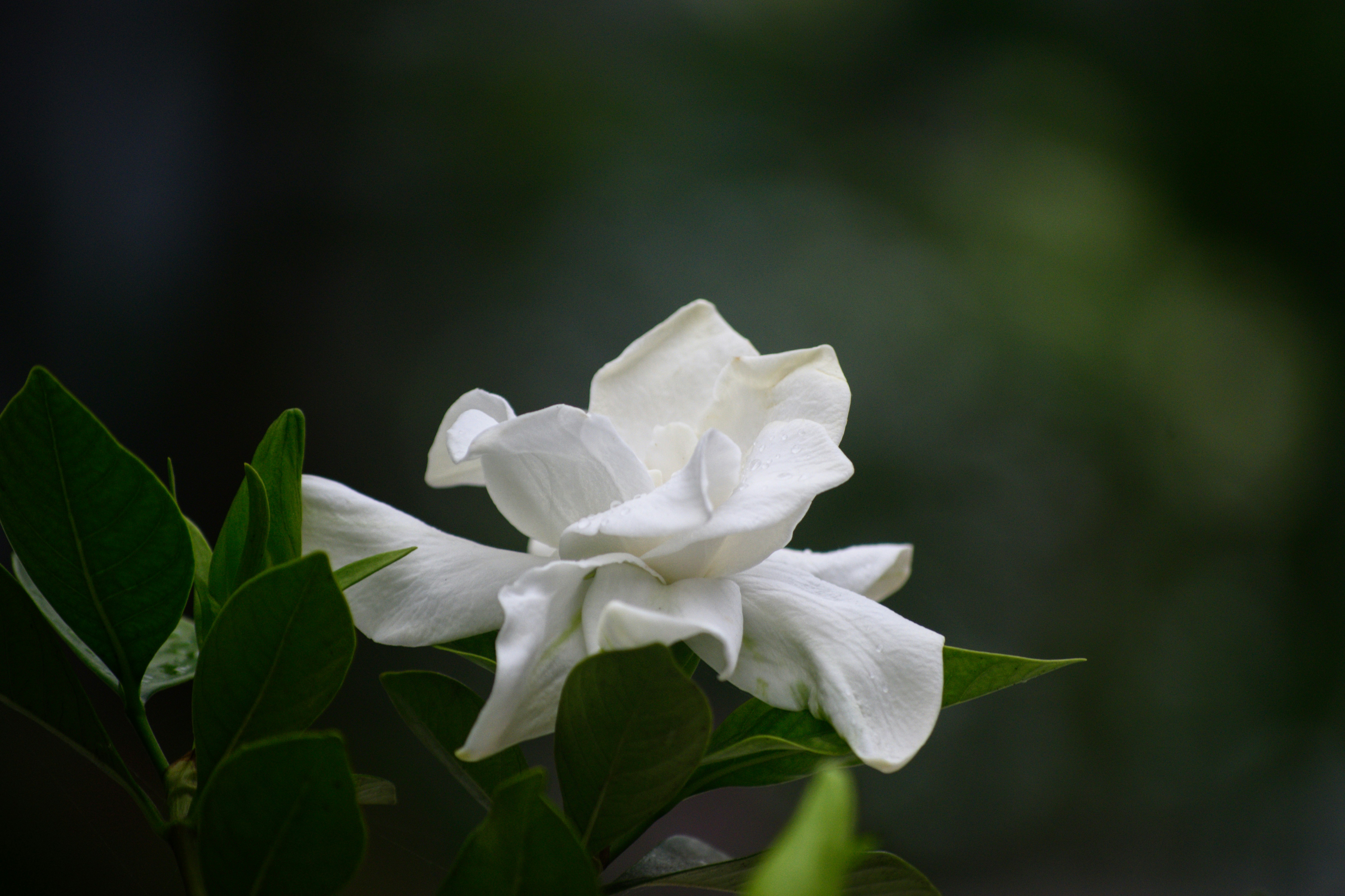Photo by israt5