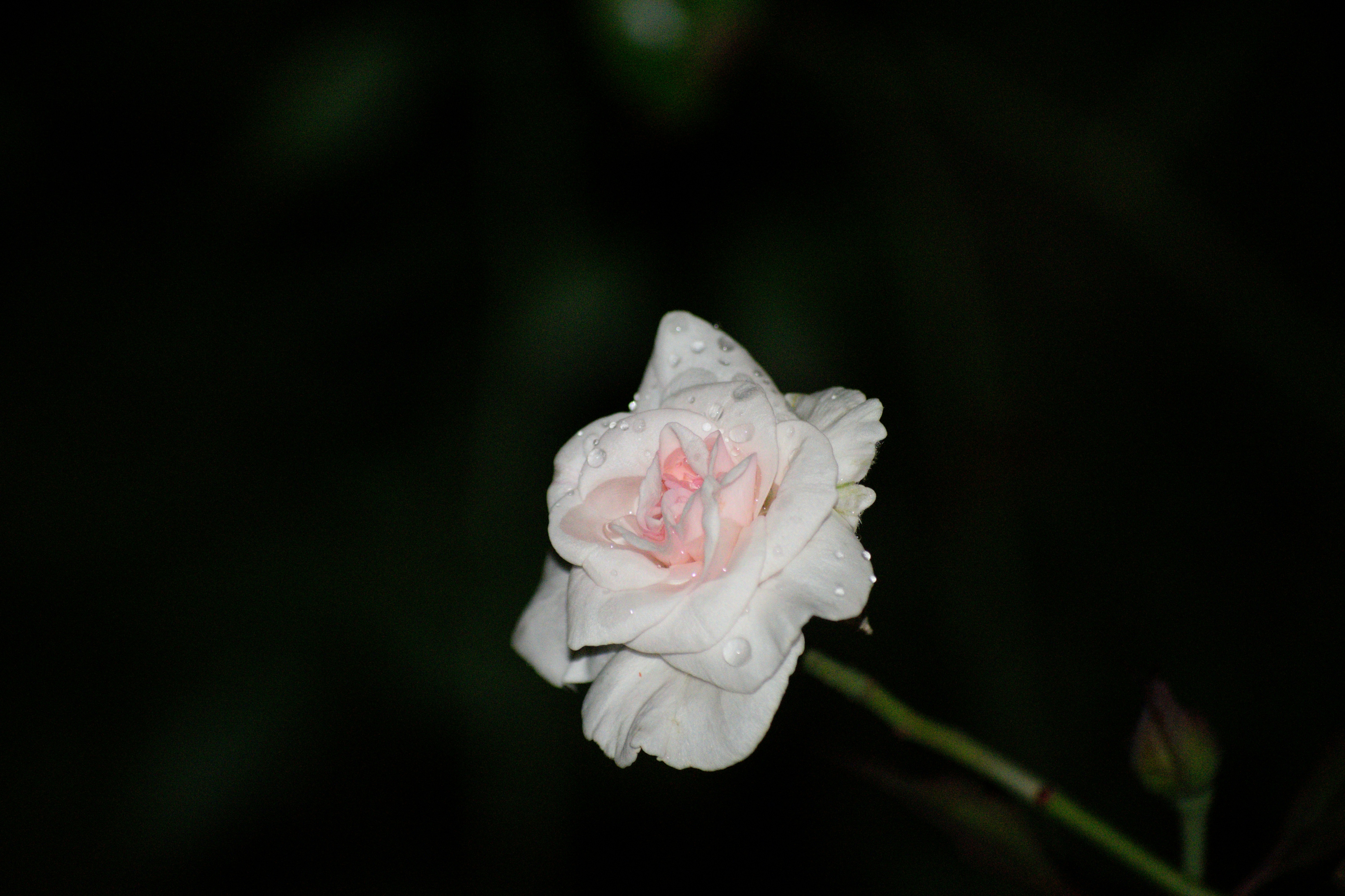 A delicate white rose with pink accents blooms