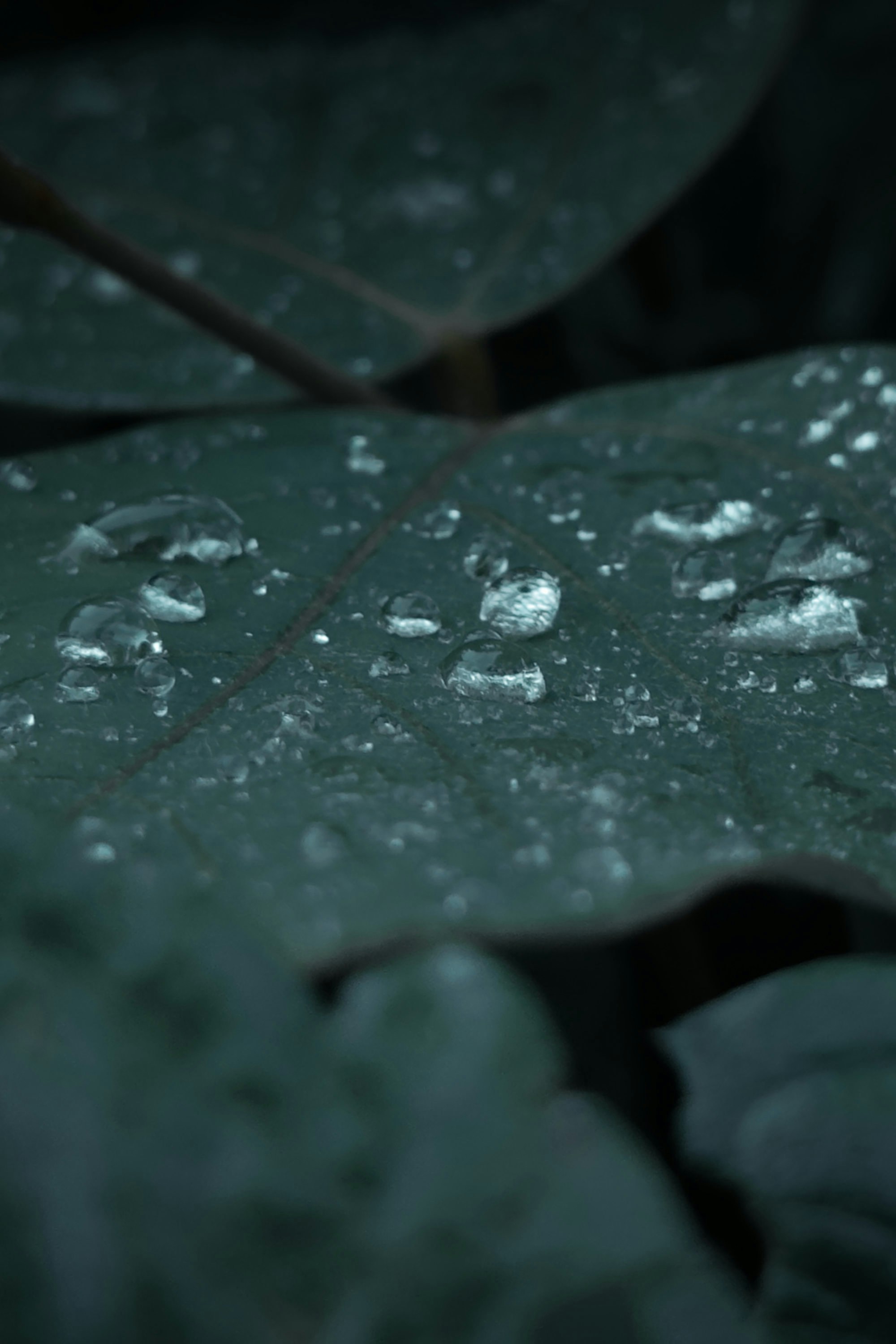 Tetesan air pada daun hijau tua