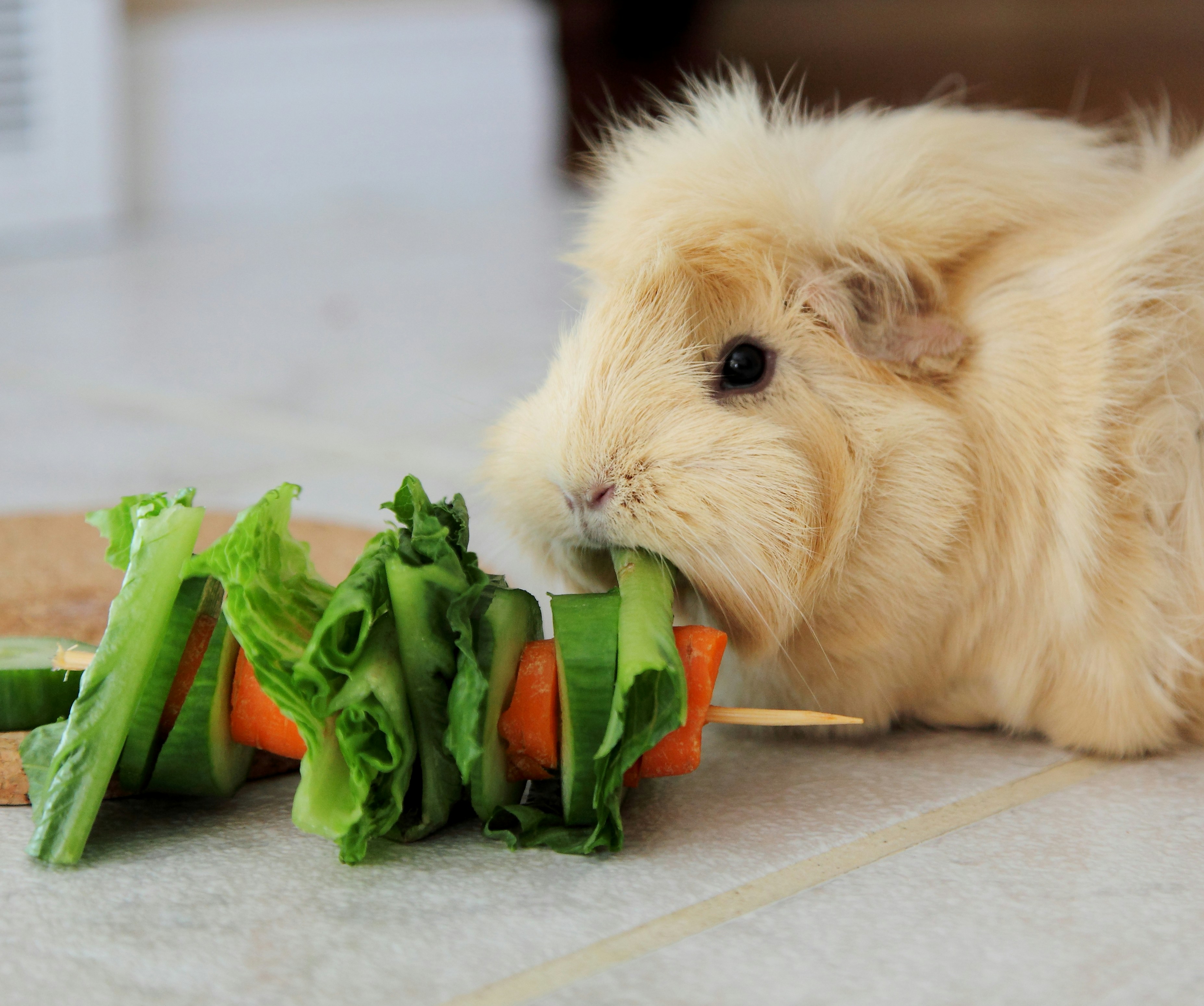 A fluffy guinea pig eats a vegetable skewer.