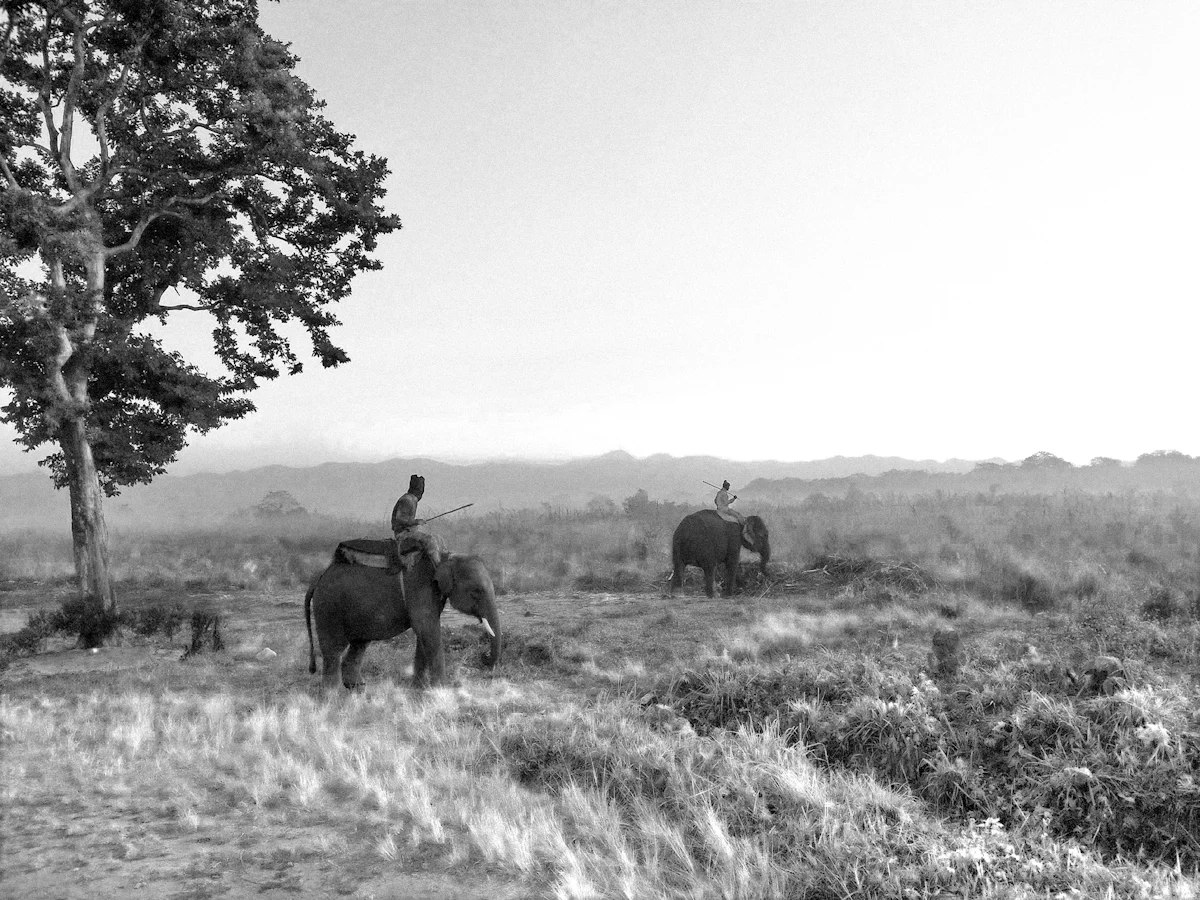 Jaldapara NP