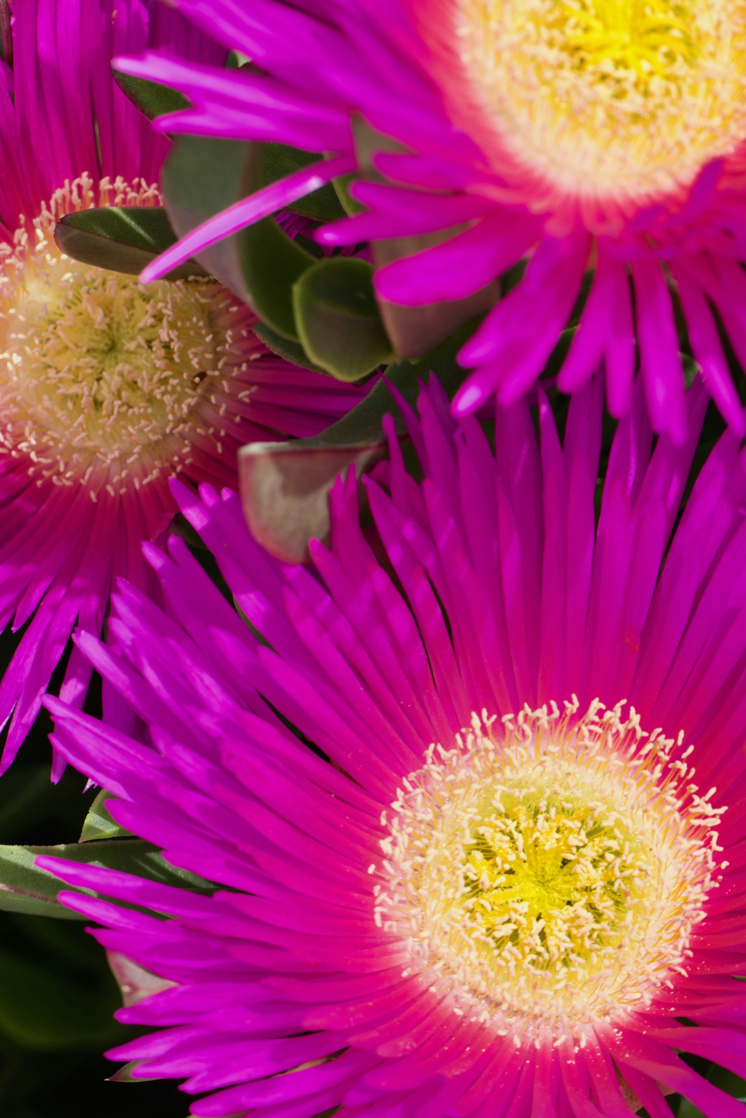 Primer plano de flores suculentas rosa vibrantes con centros amarillos.
