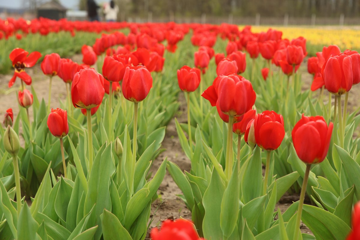 Padesi Bloemen