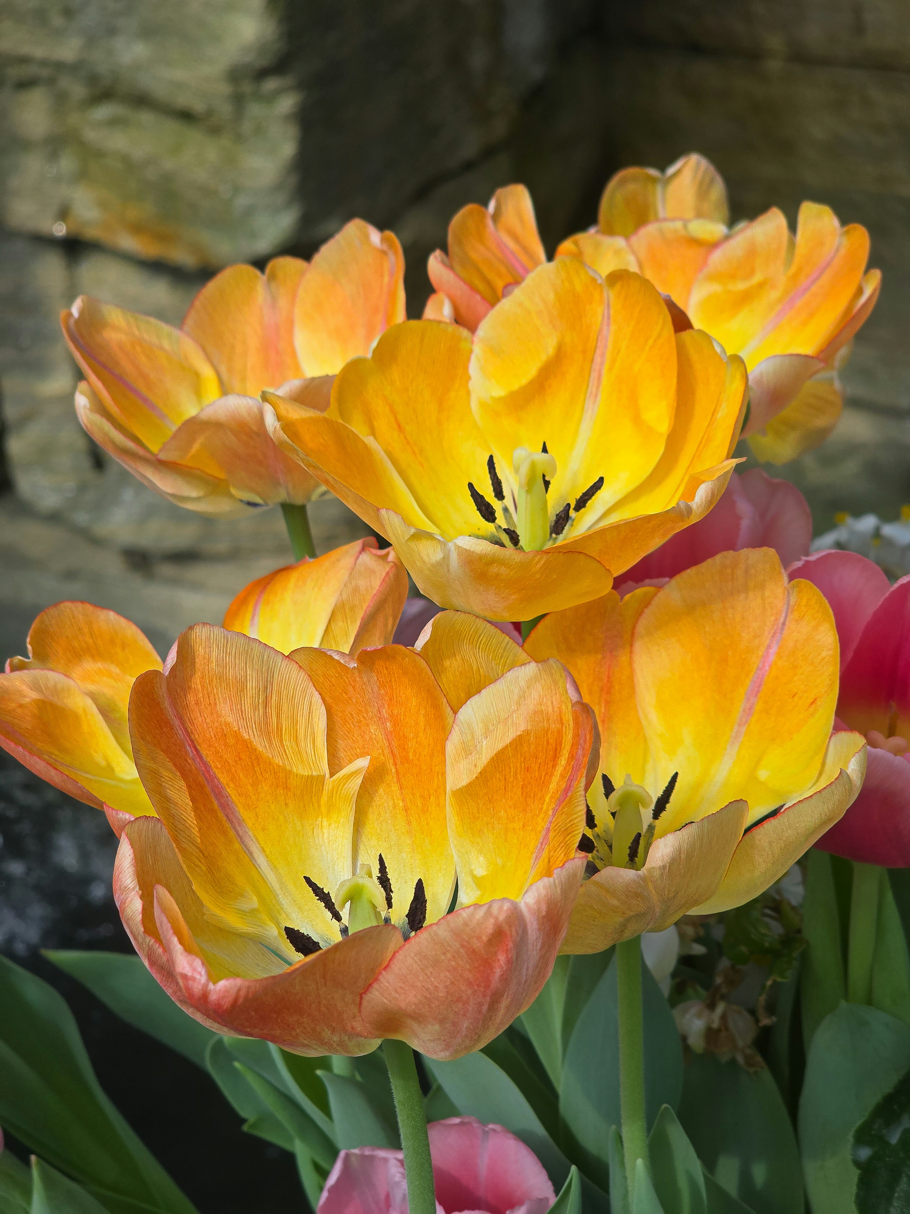 Eine Büffel leuchtend oranger und gelber Tulpen blüht.