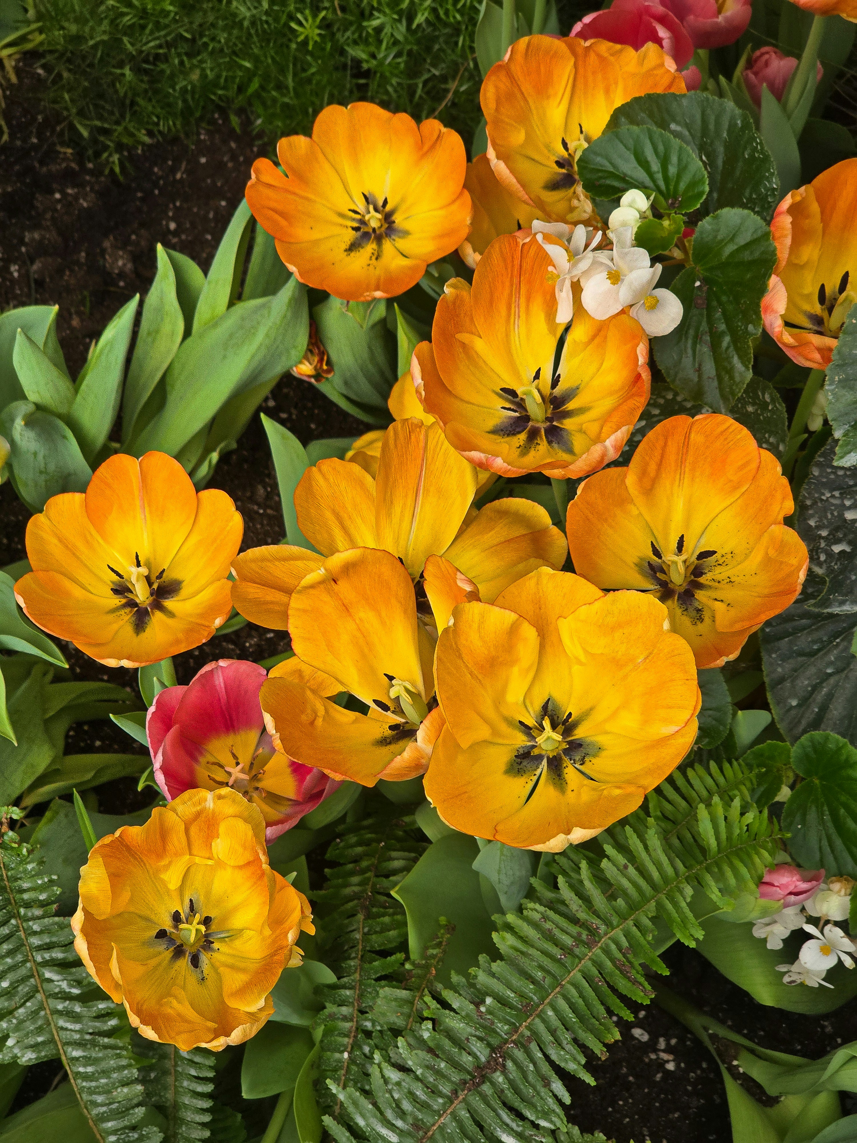 Eine Büschel leuchtend orangefarbener Tulpen mit grünem Laub.