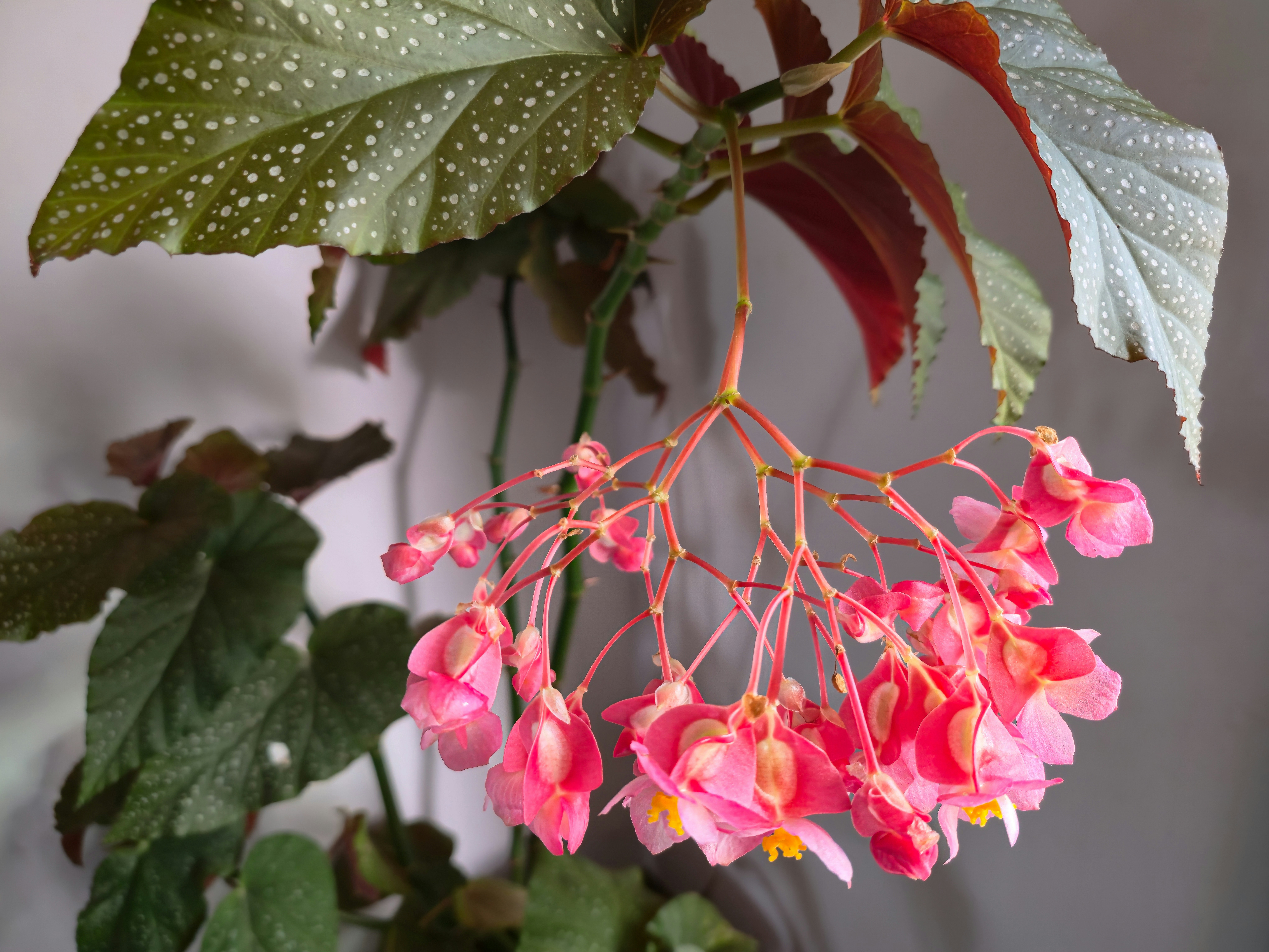 Eine Büschel zarter rosa Begonien hängt herab.