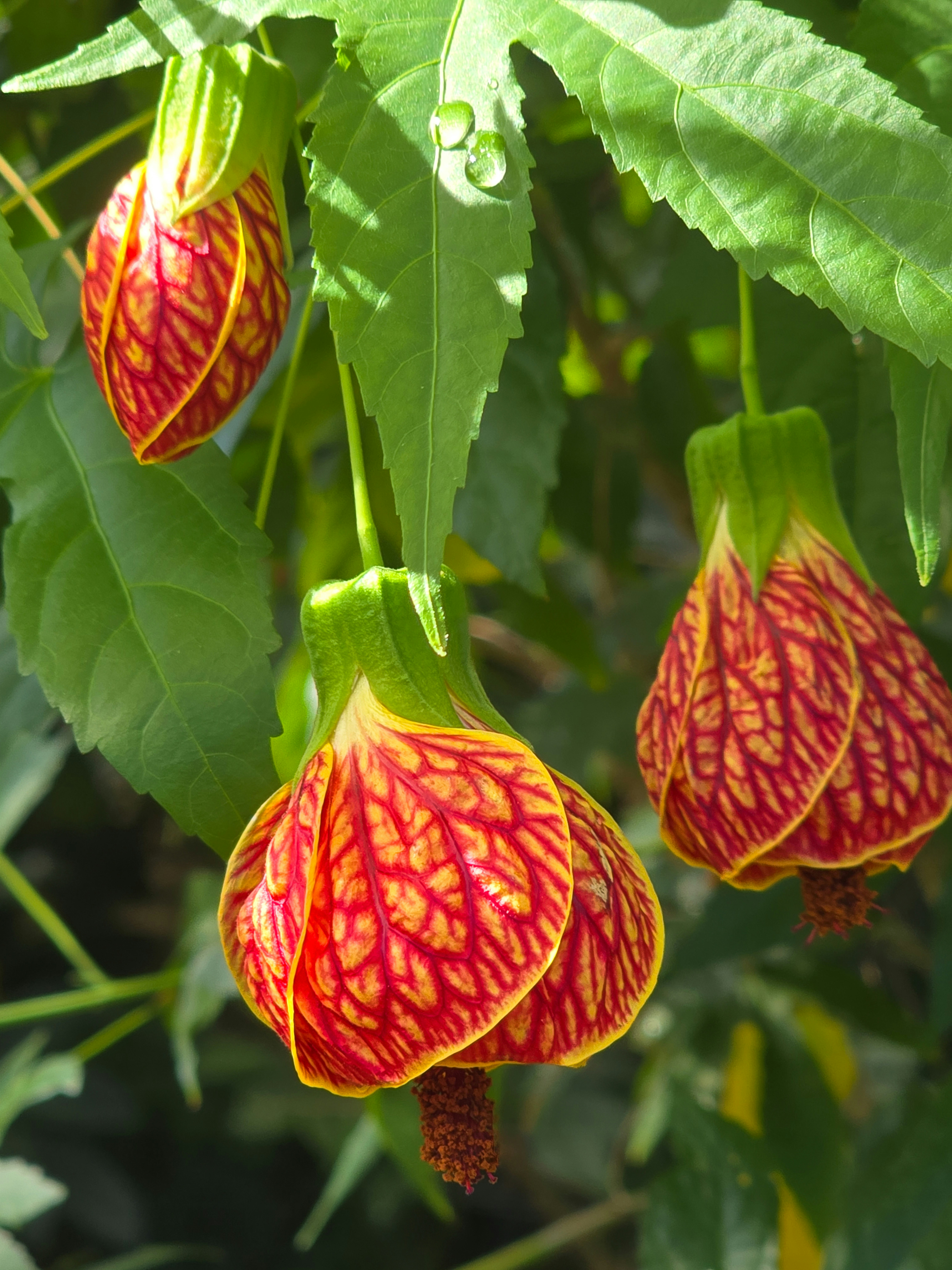 Drei hängende rot-gelbe glockenförmige Blumen