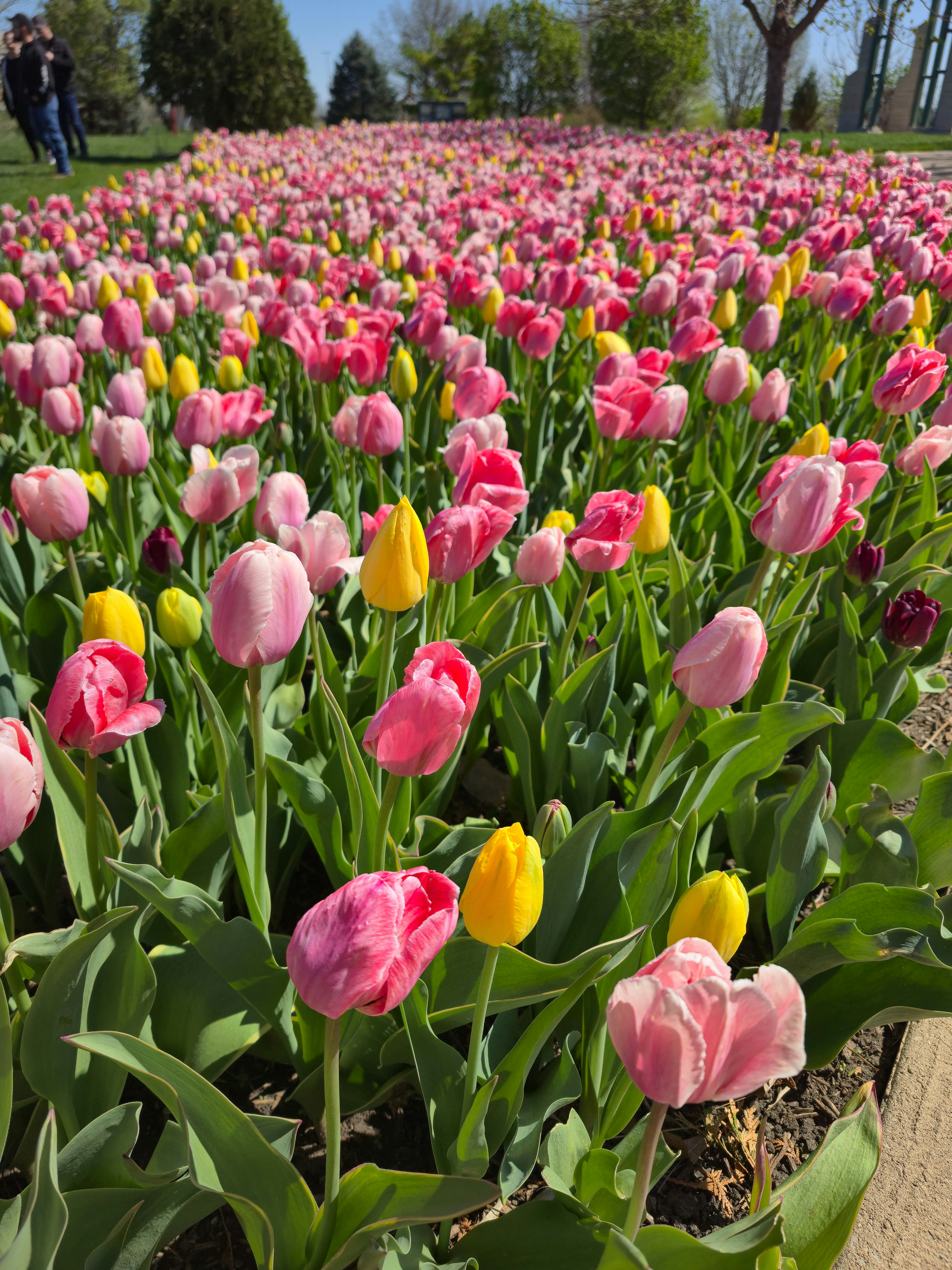Ein Feld aus rosa und gelben Tulpen unter klarem Himmel.