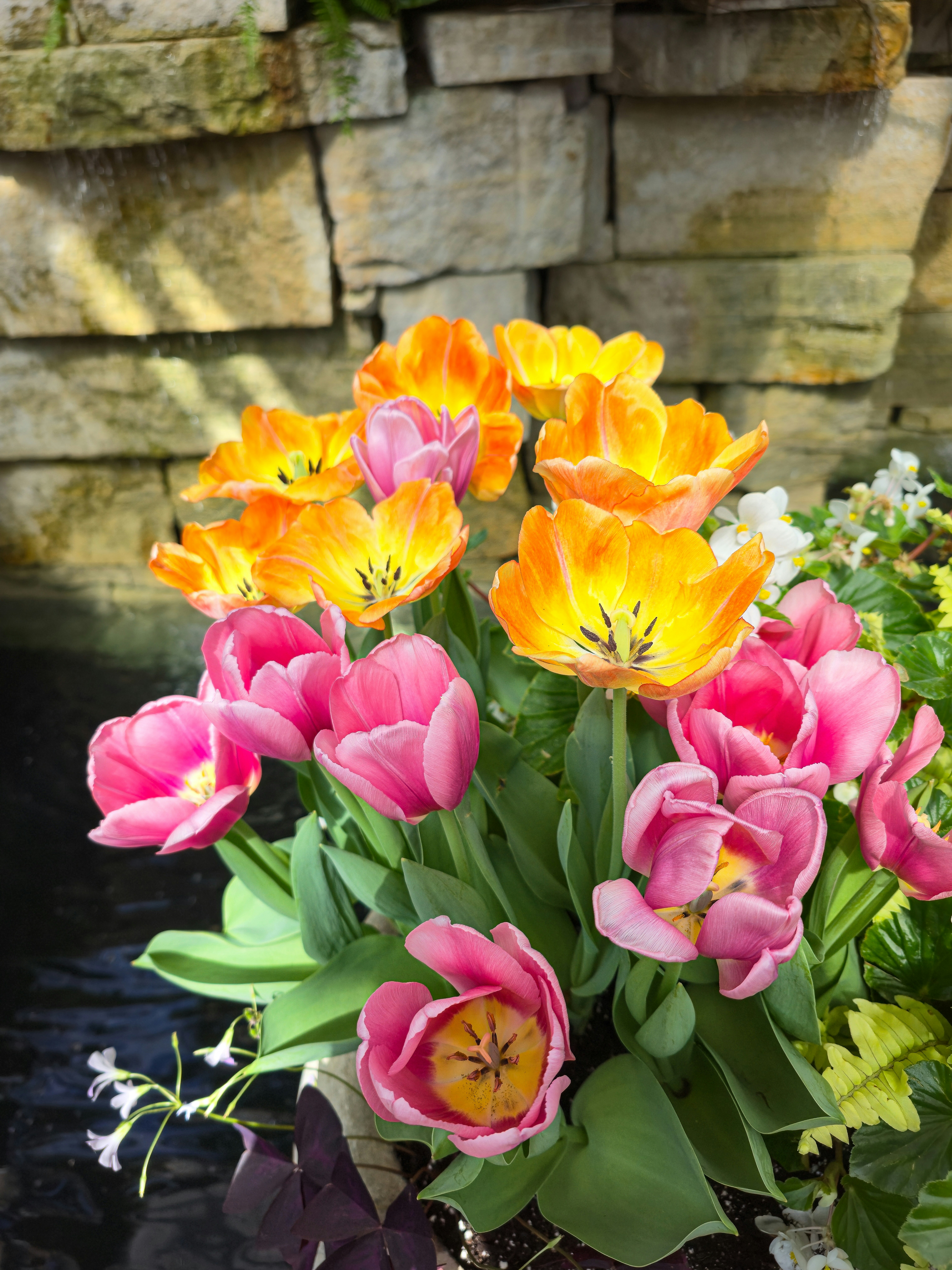 Ein lebendiger Strauß aus rosa und orangefarbenen Tulpen.