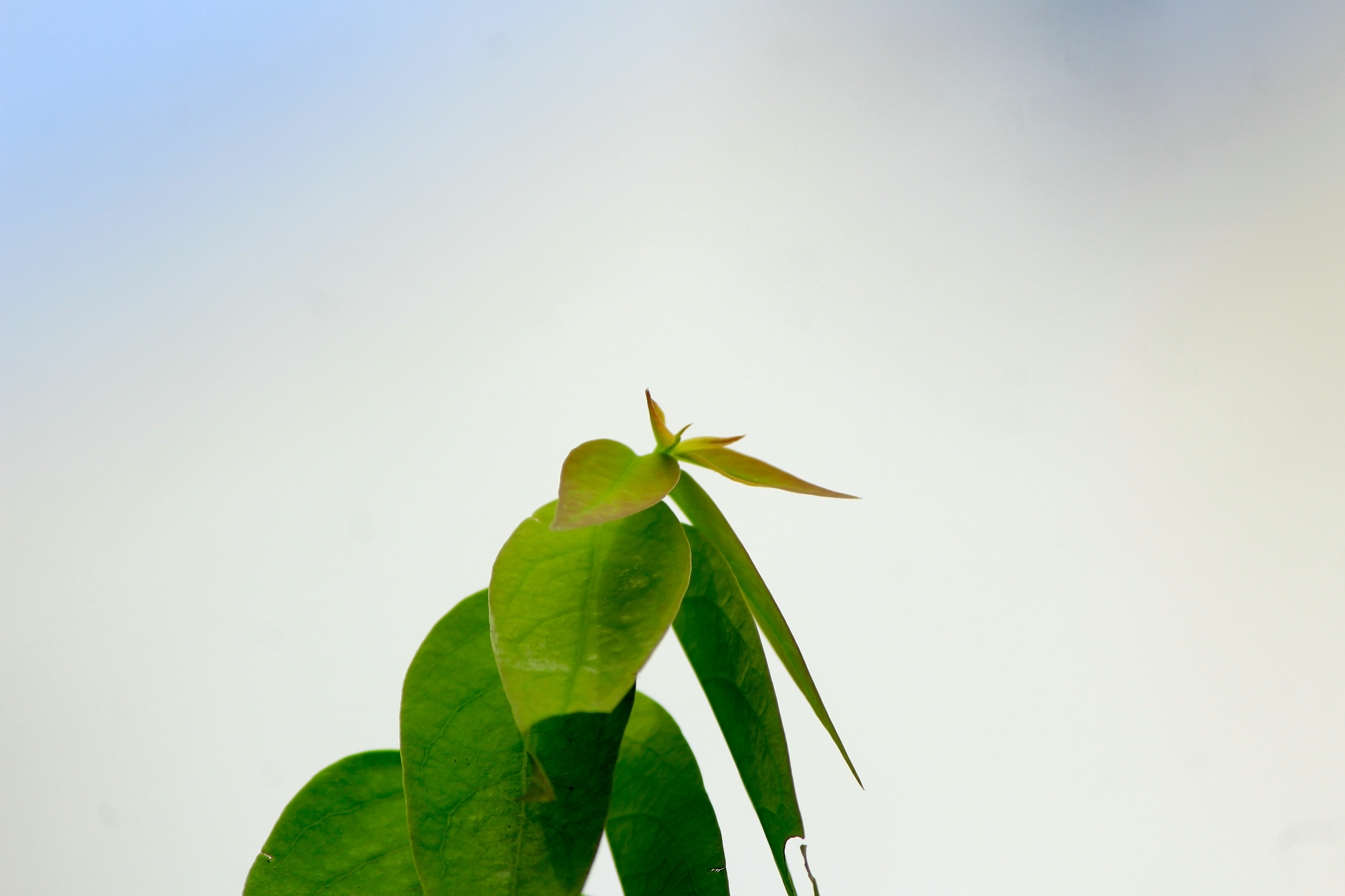 Folhas verdes de uma planta jovem se estendendo para cima.