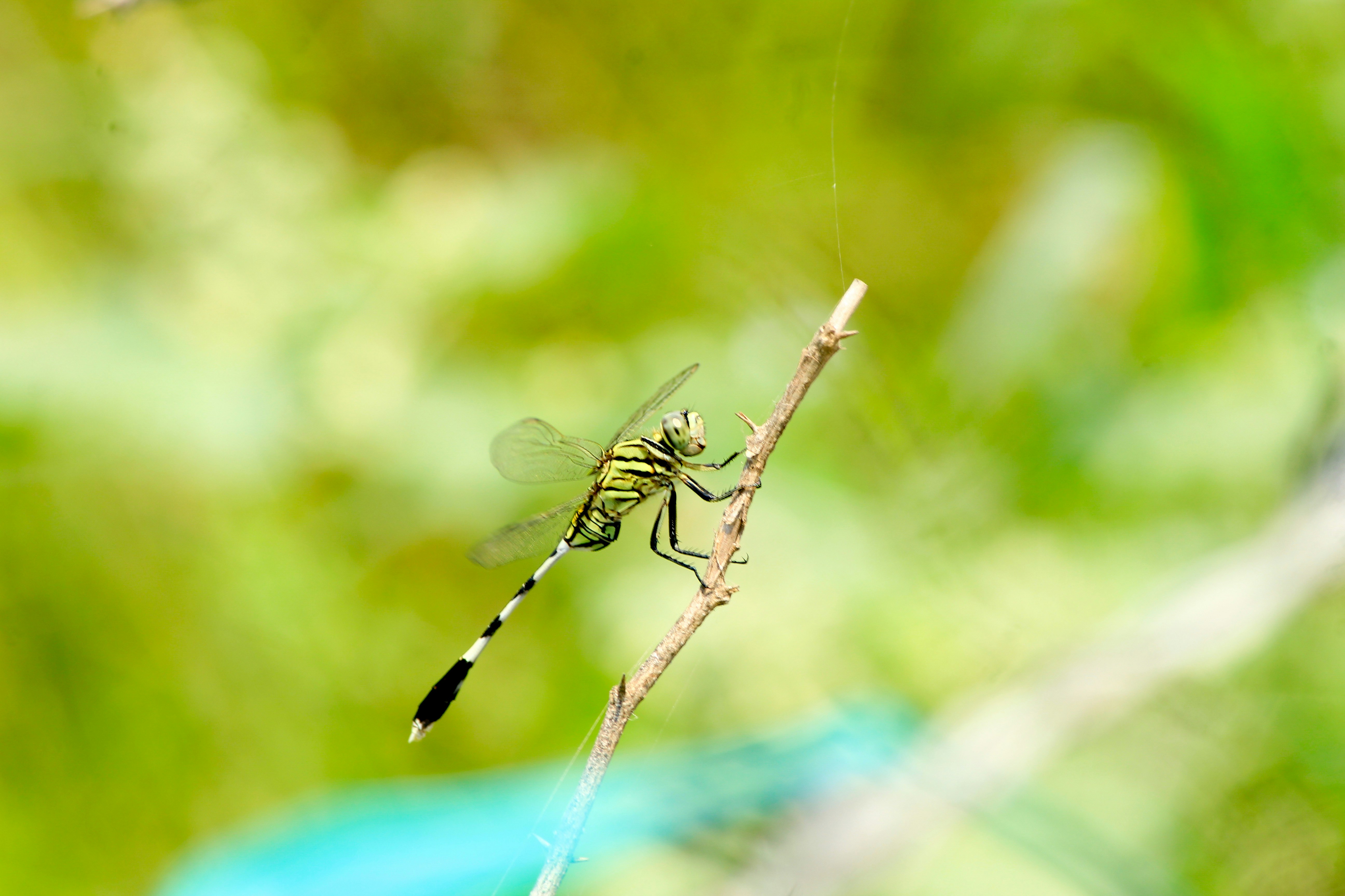 Photo by nsnclicks