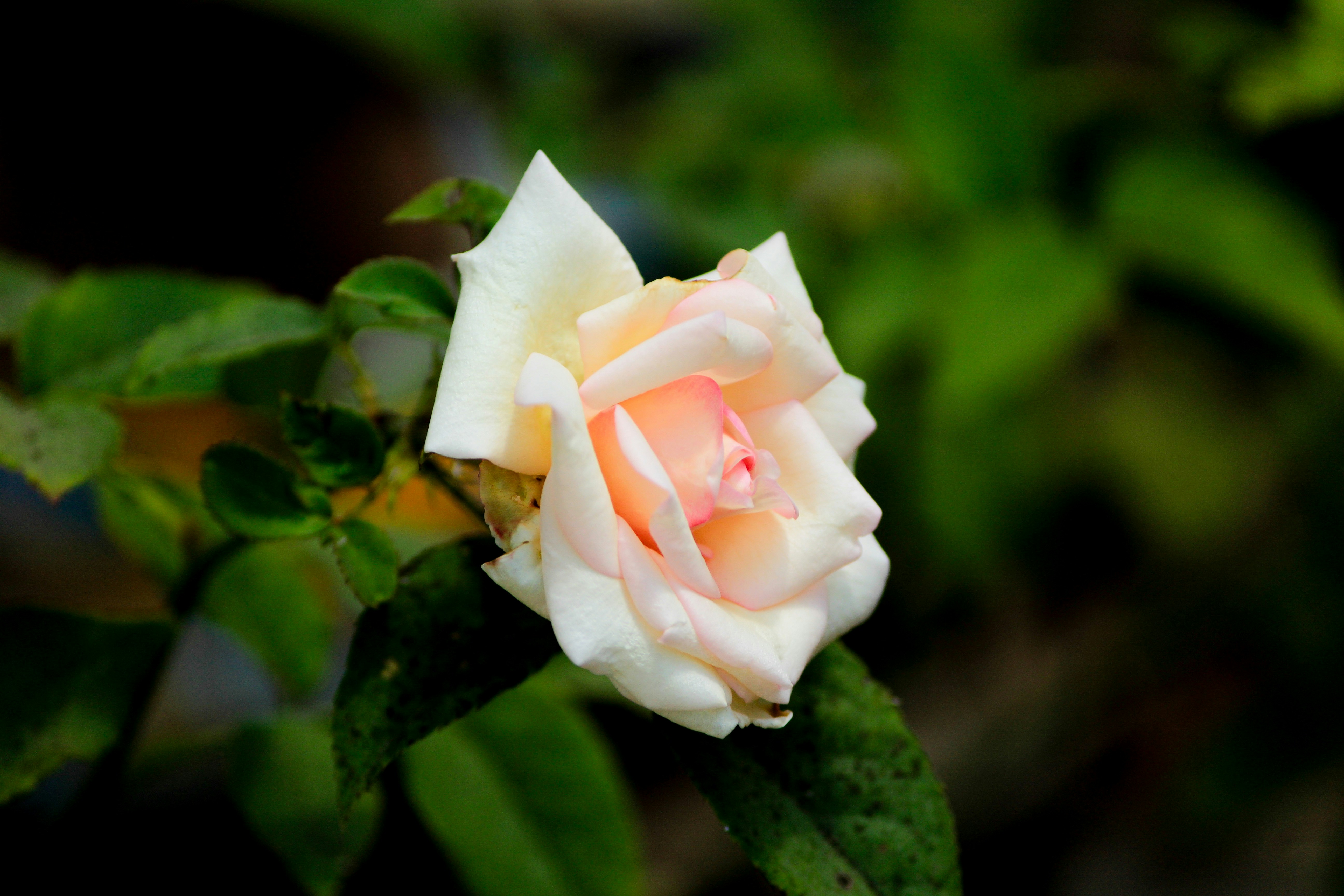 Photo by nsnclicks