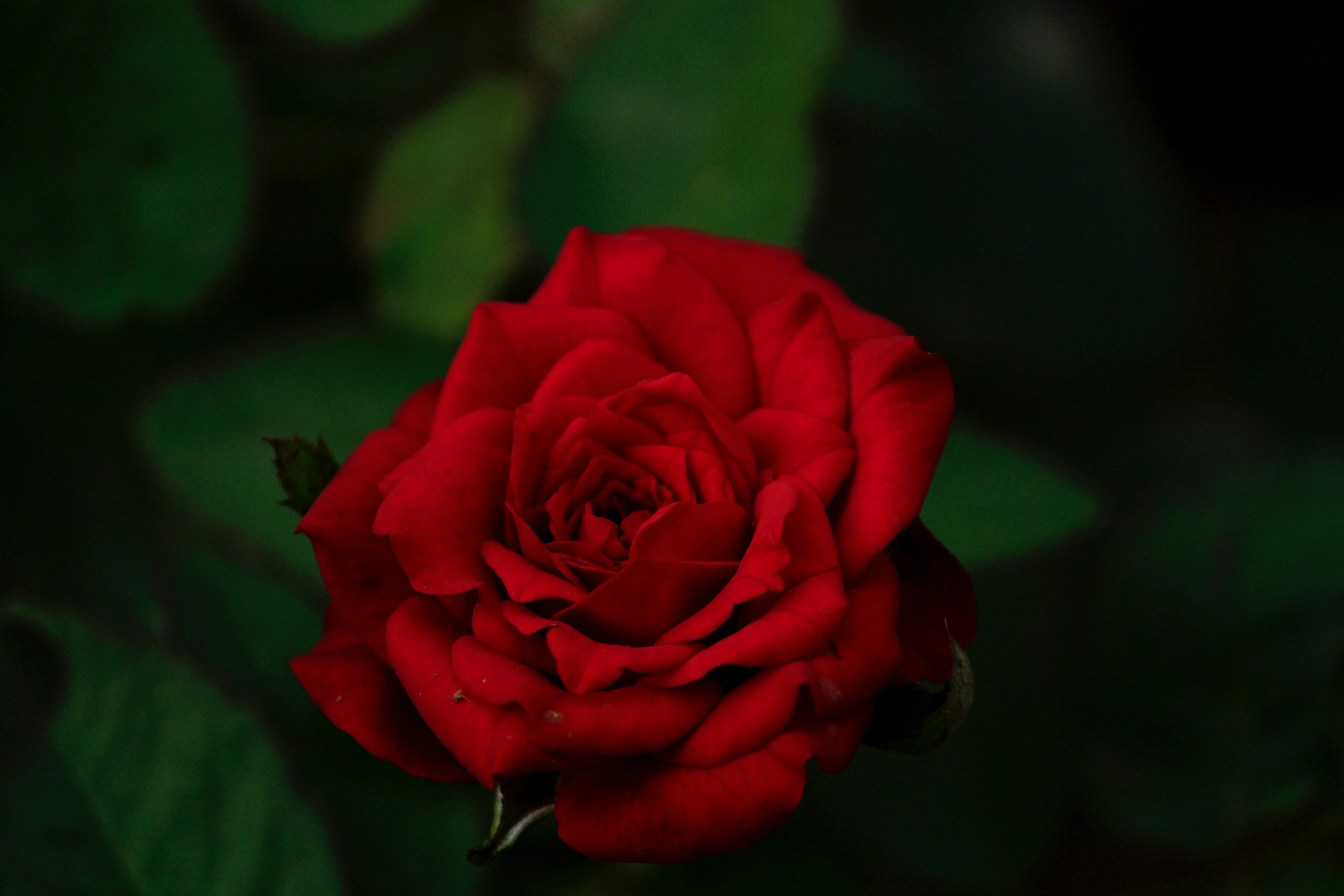 Photo by nsnclicks