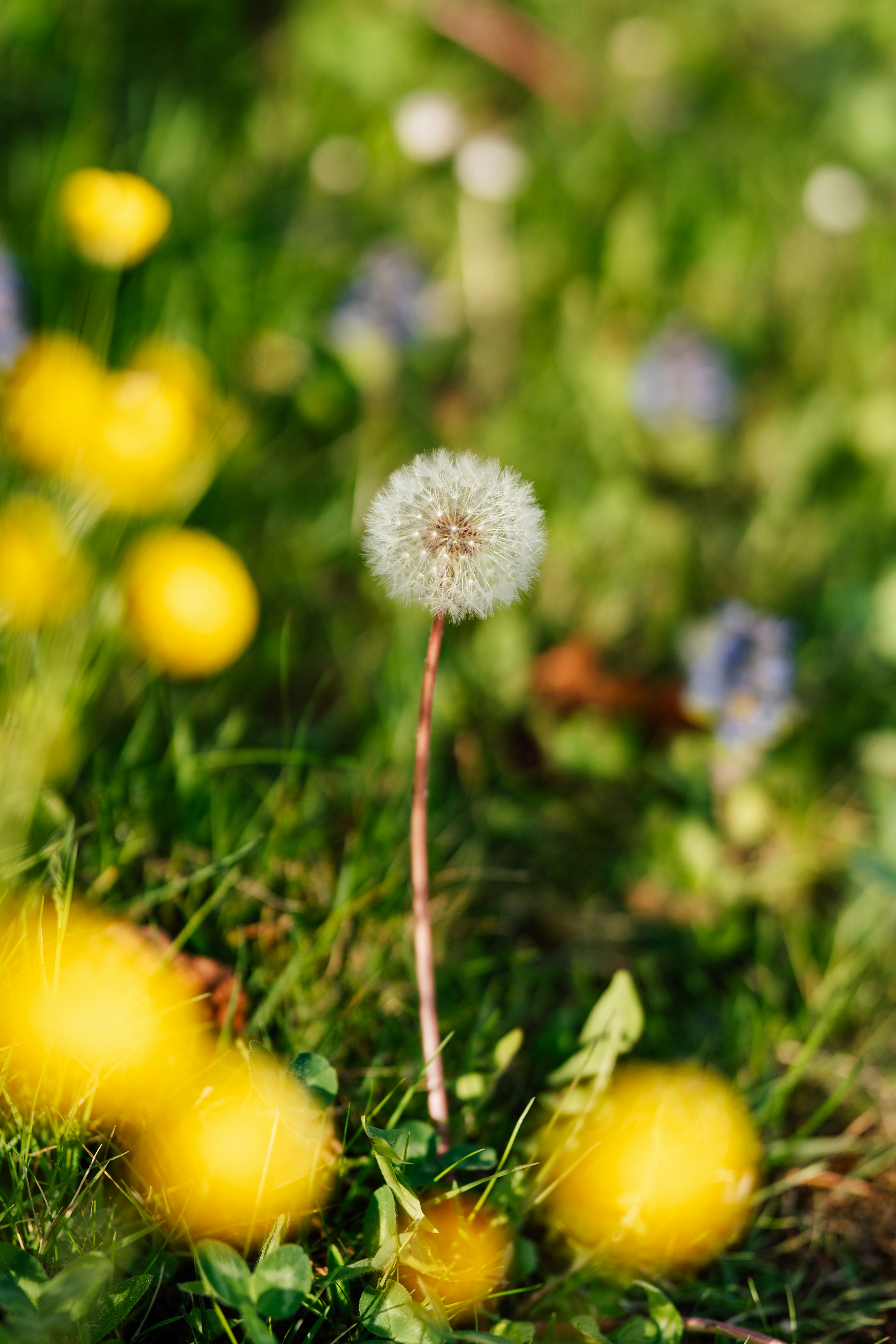 A single dandelion stands tall in a field.