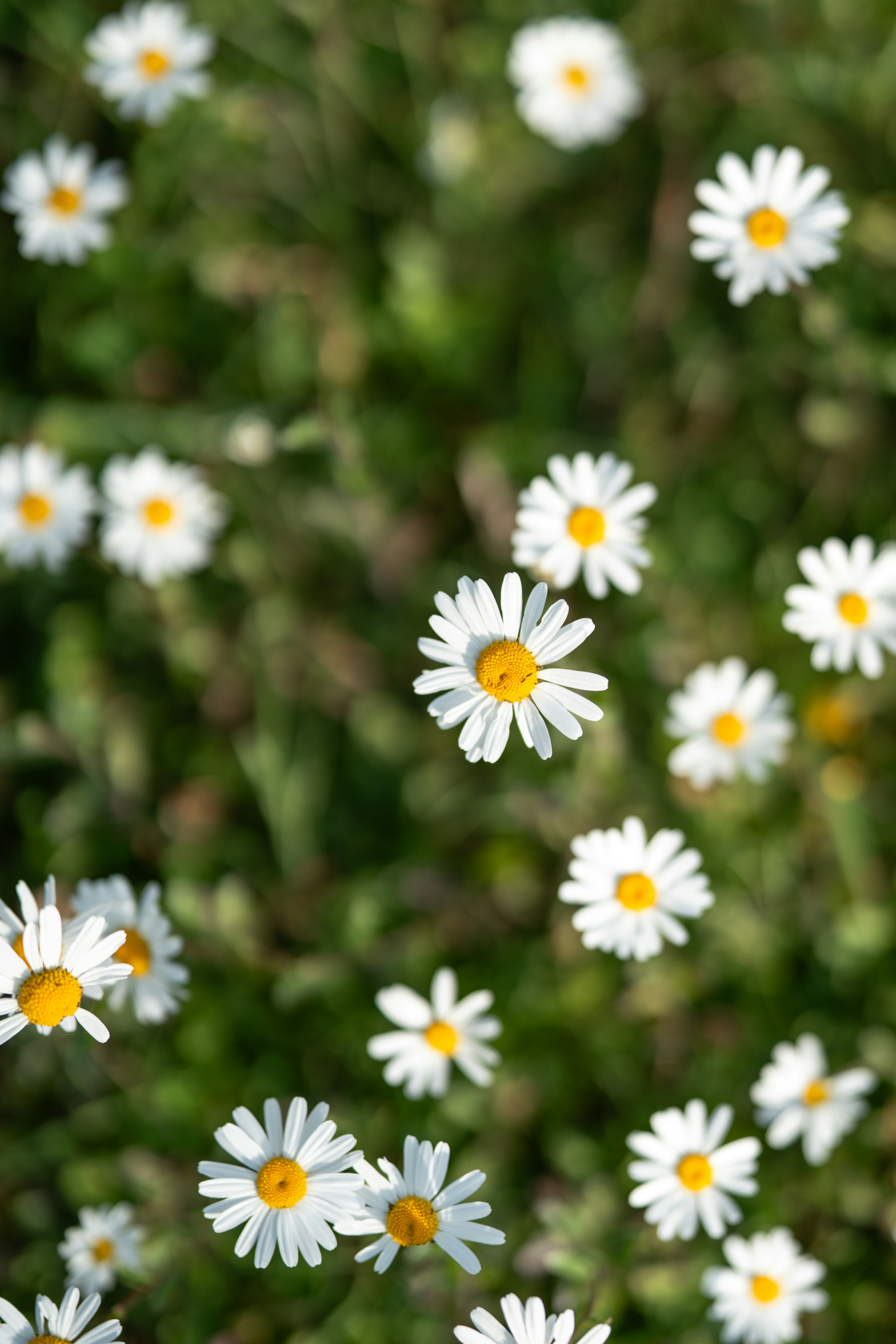 A field of white daisies with green foliage.
