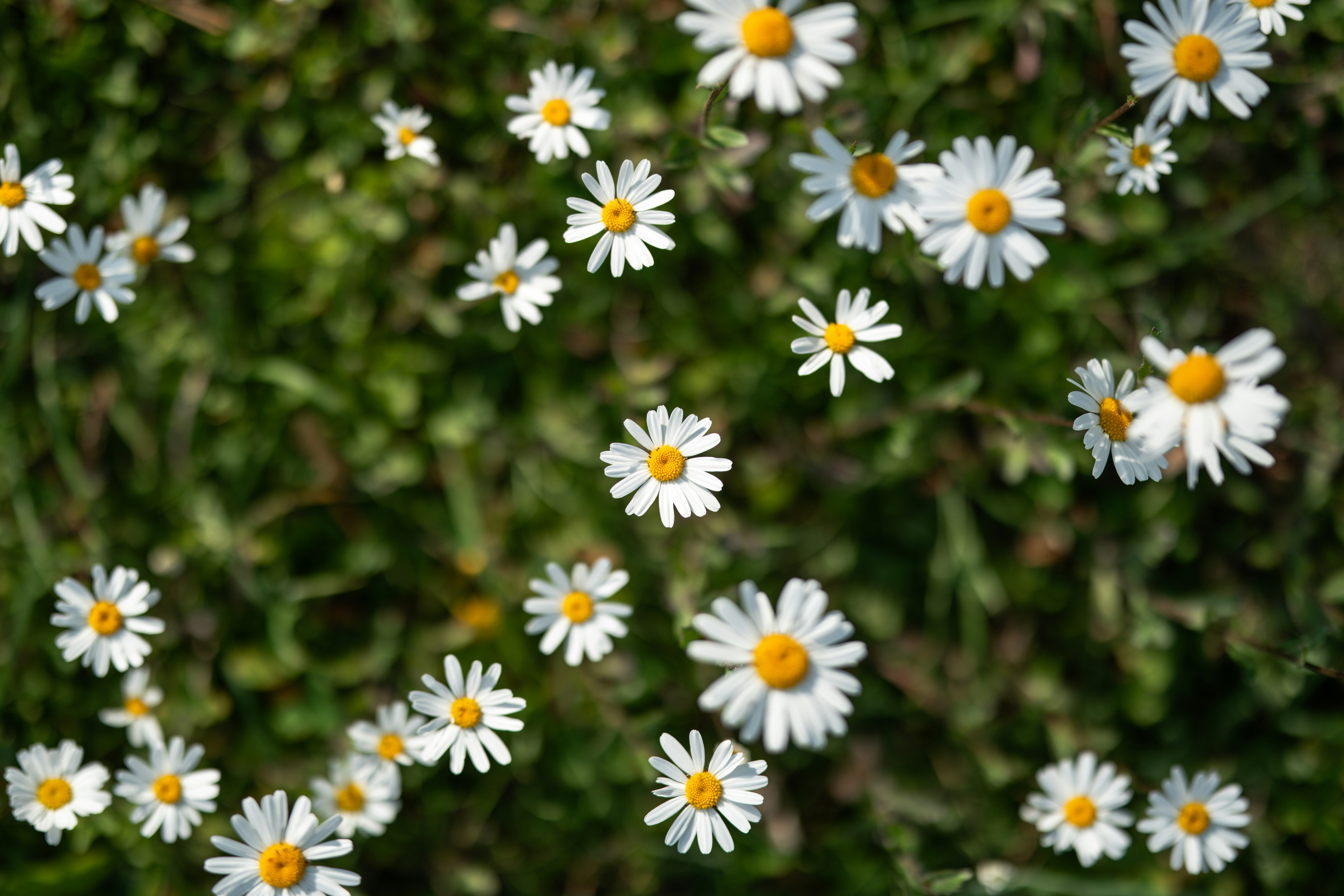 A field of small white daisies with yellow centers.