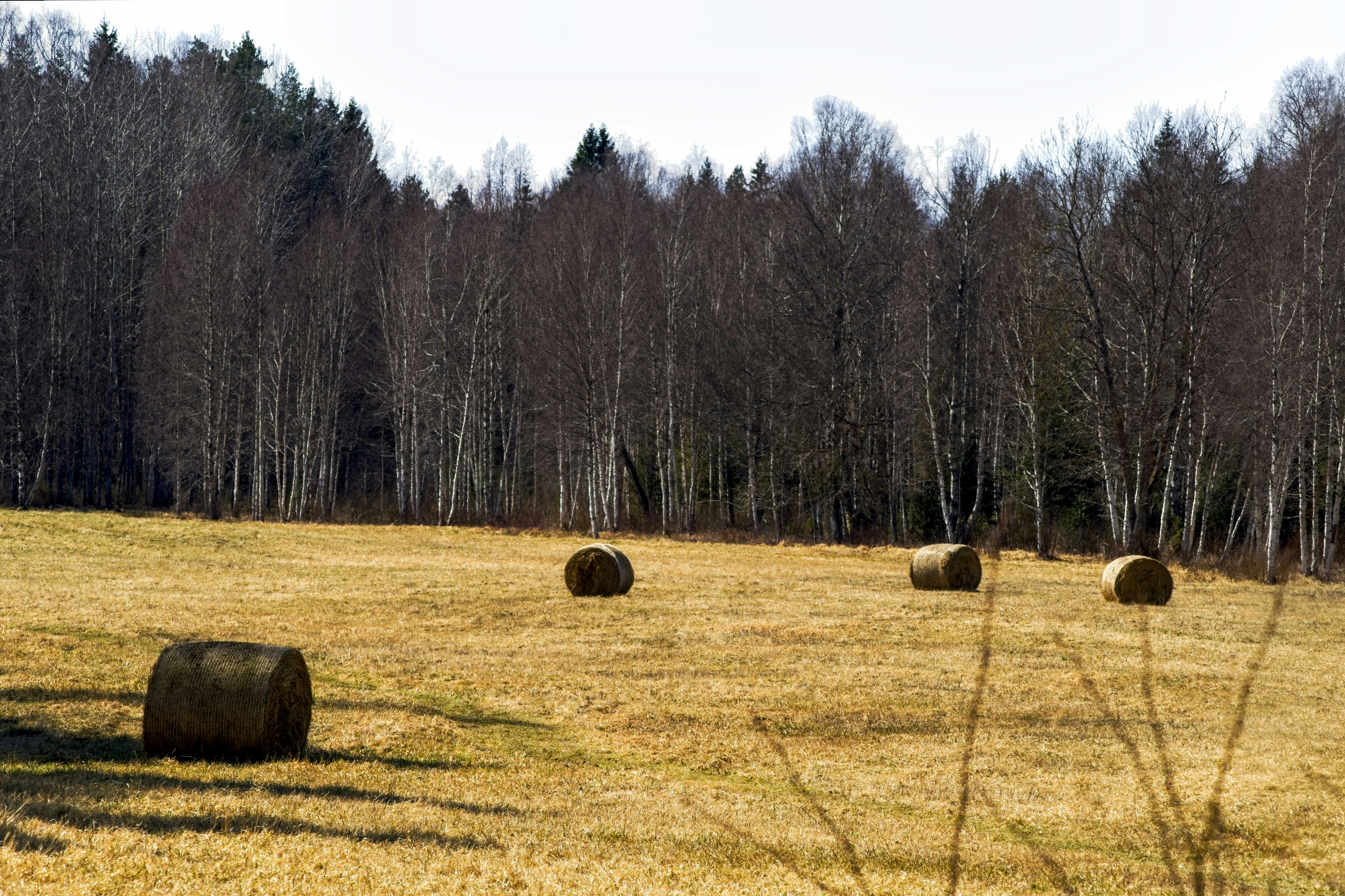 Photo by qlenis