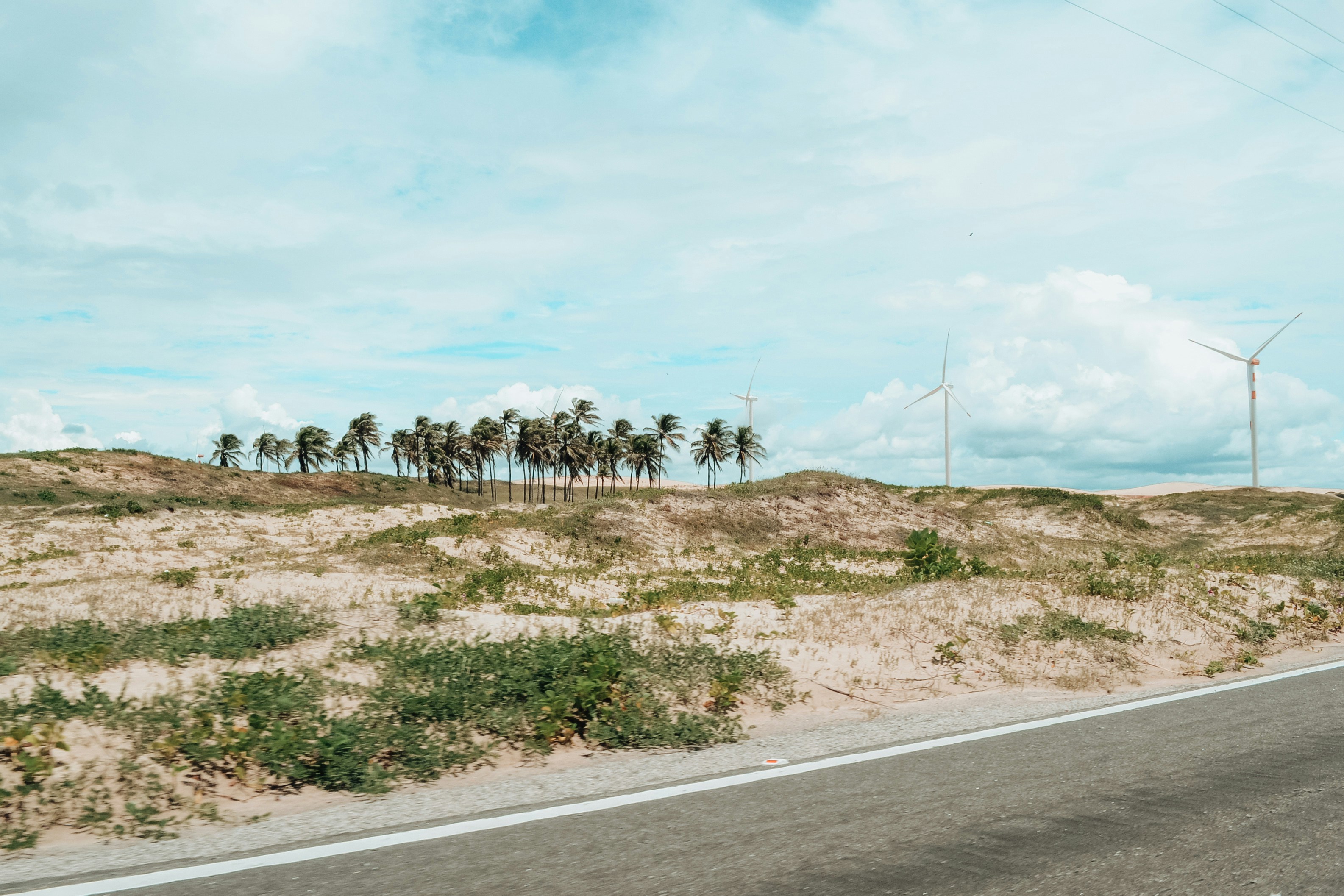 Des palmiers sur une dune sablonneuse avec des éoliennes.