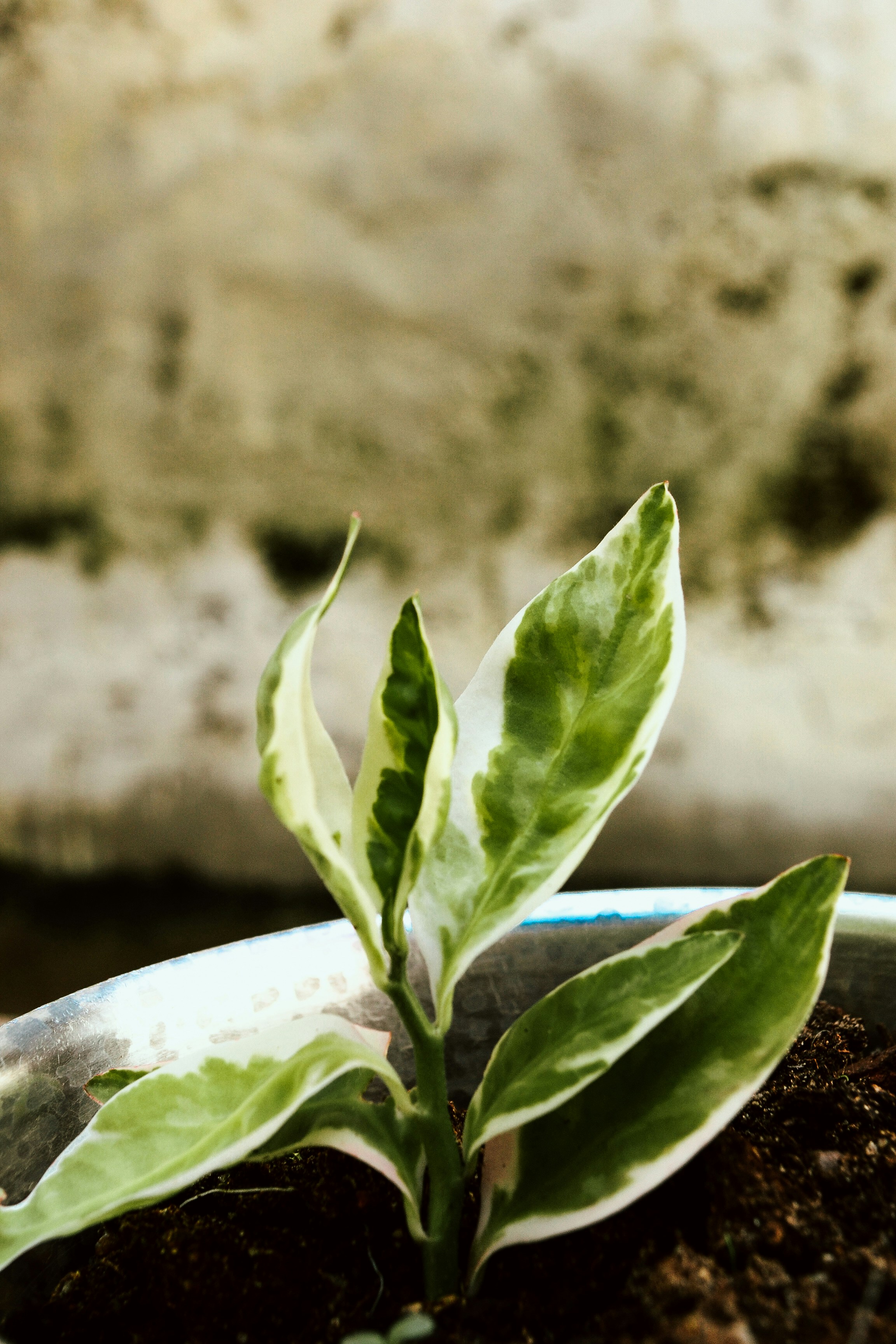 Une petite plante aux feuilles verdes et blanches panachées.