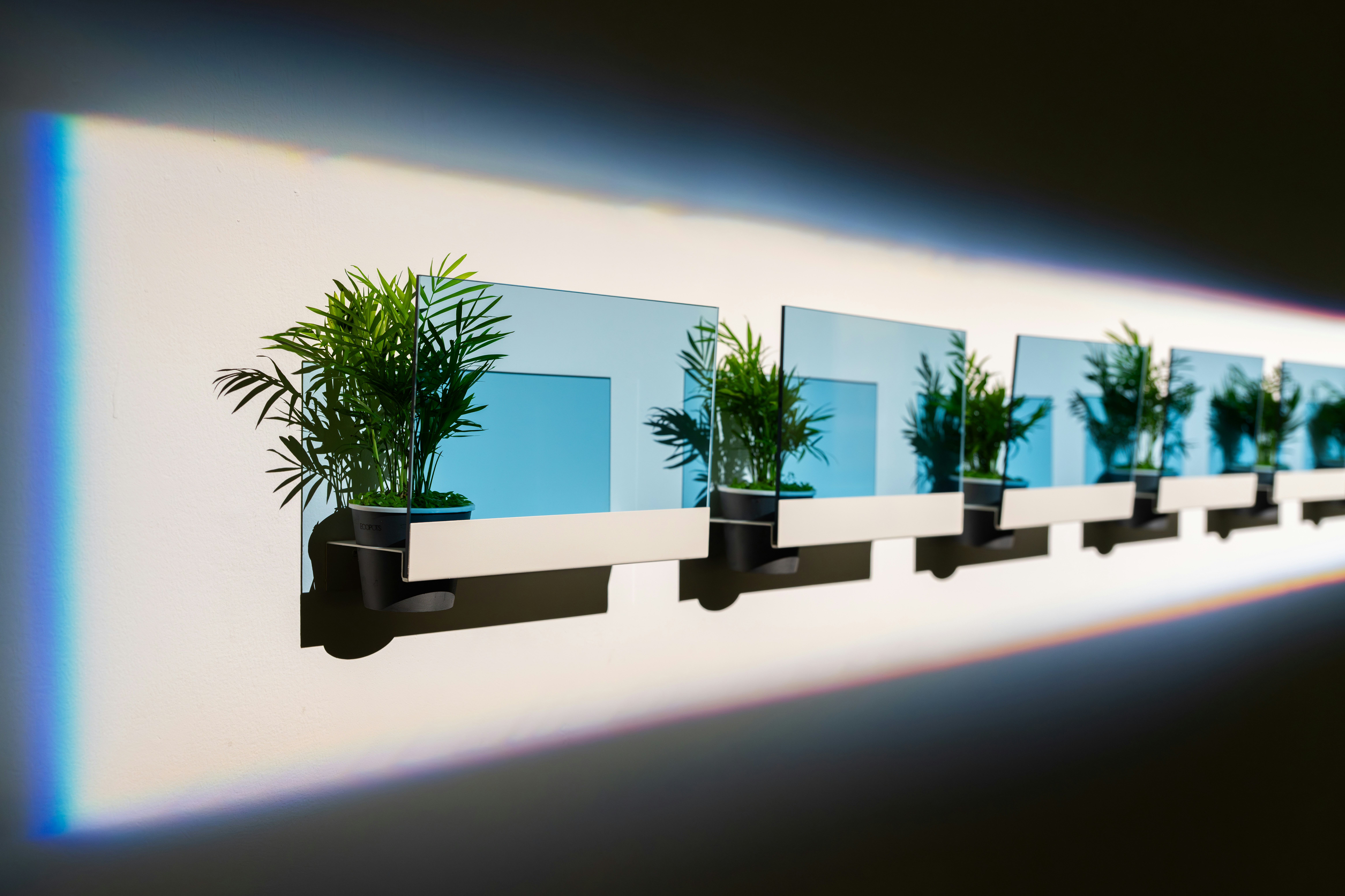Row of potted plants on shelves with blue background
