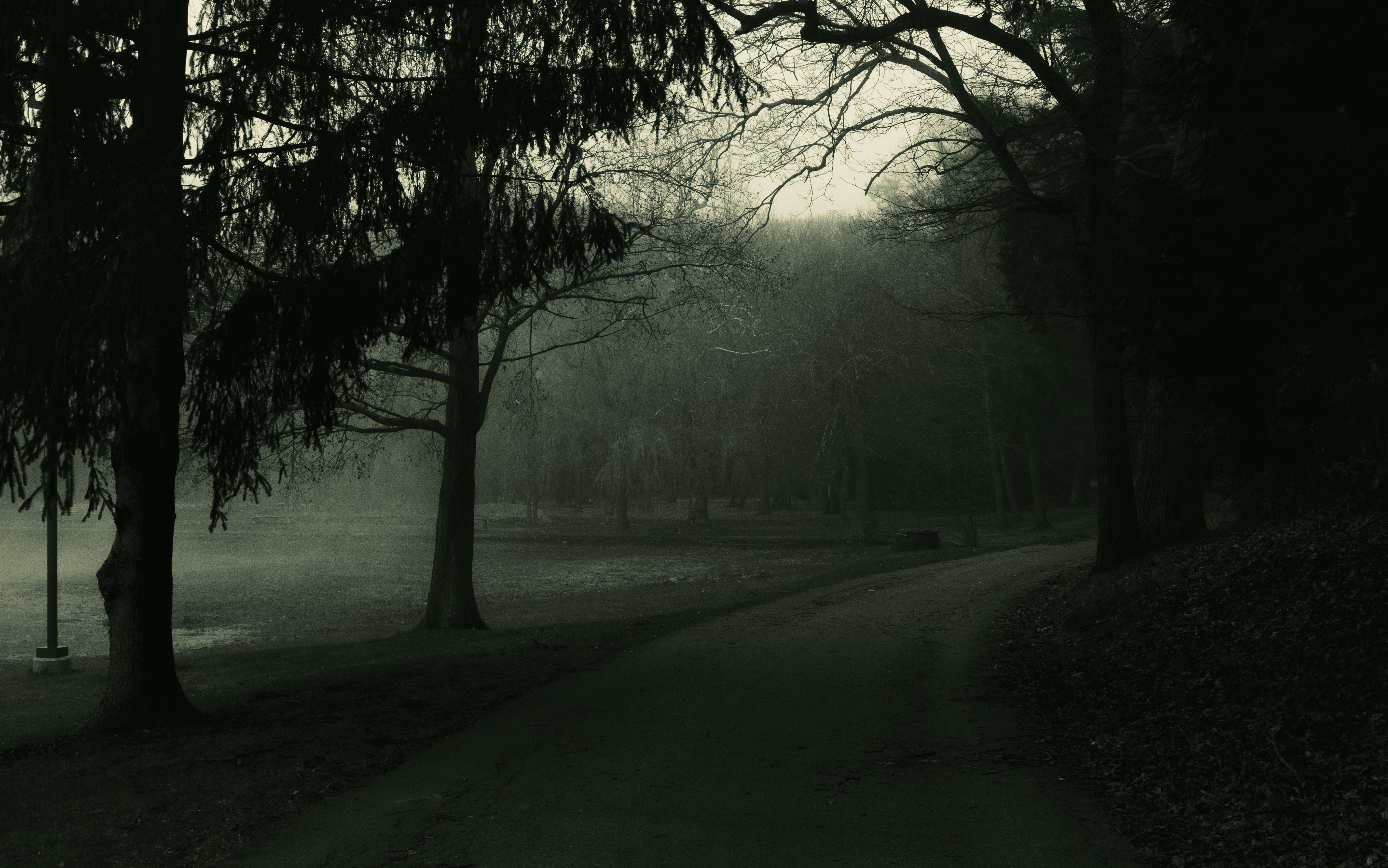A foggy path winds through a dark, misty forest.