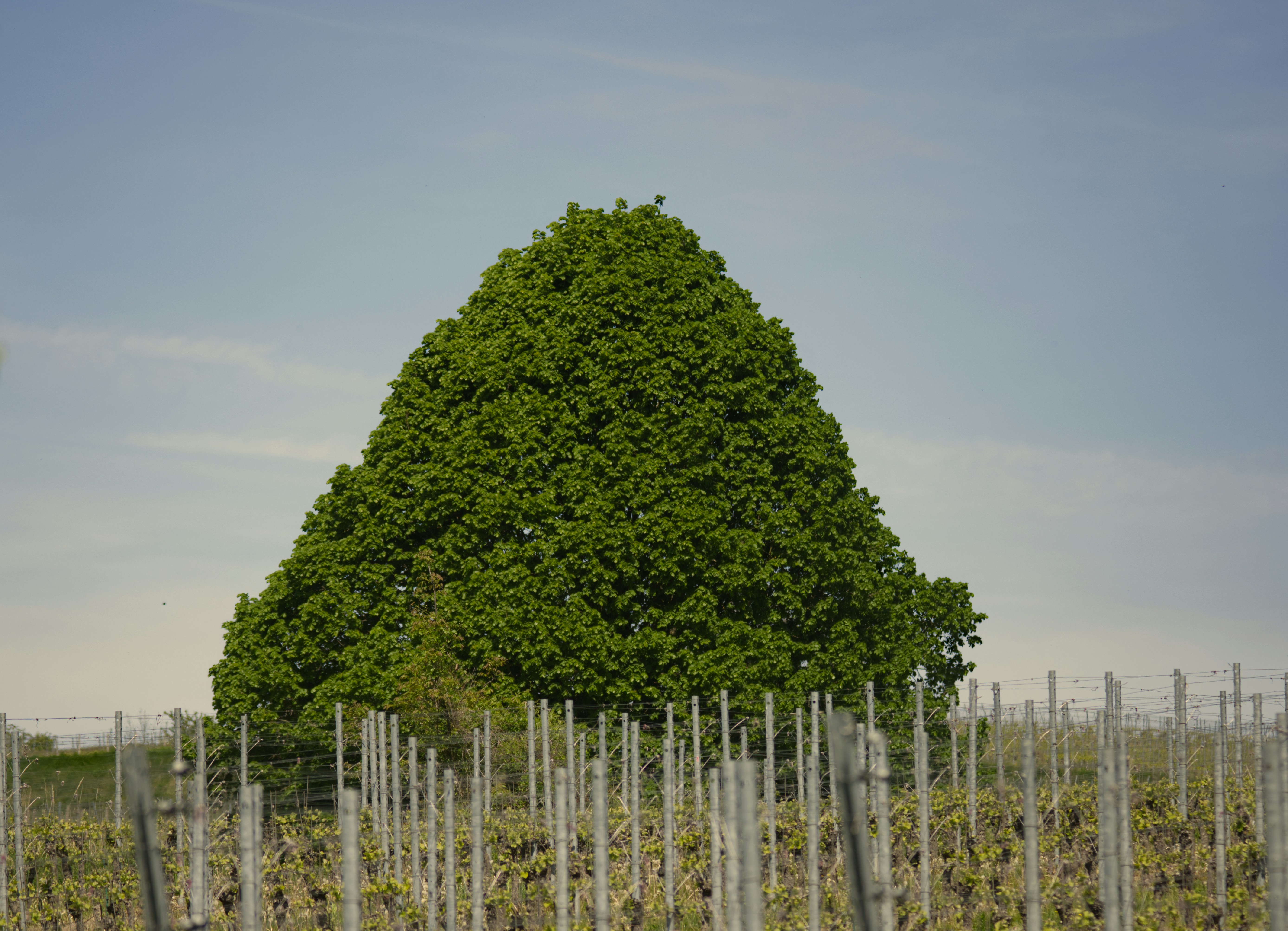 Large conical shaped tree in a field