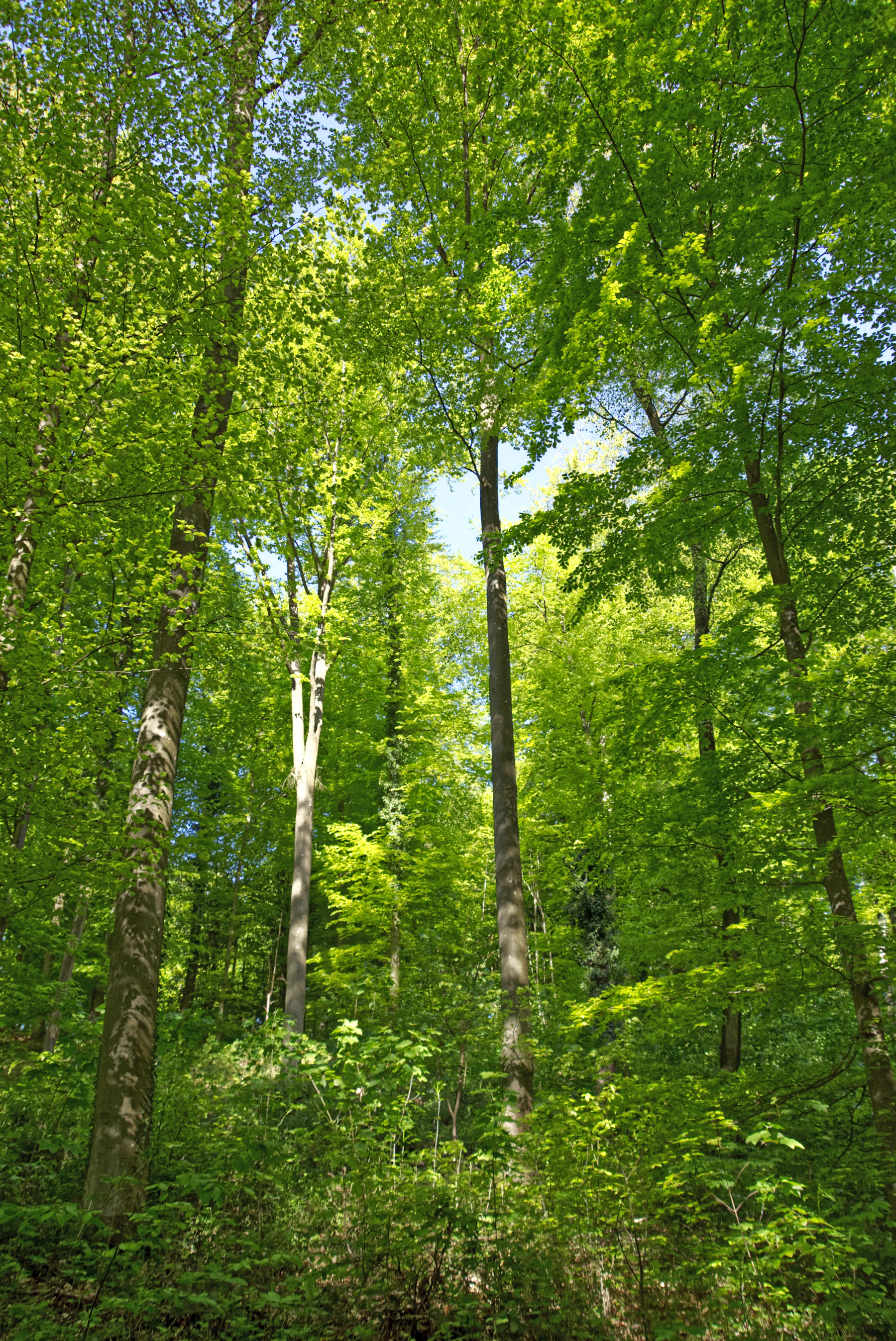 Feuillage vert dans la lumière