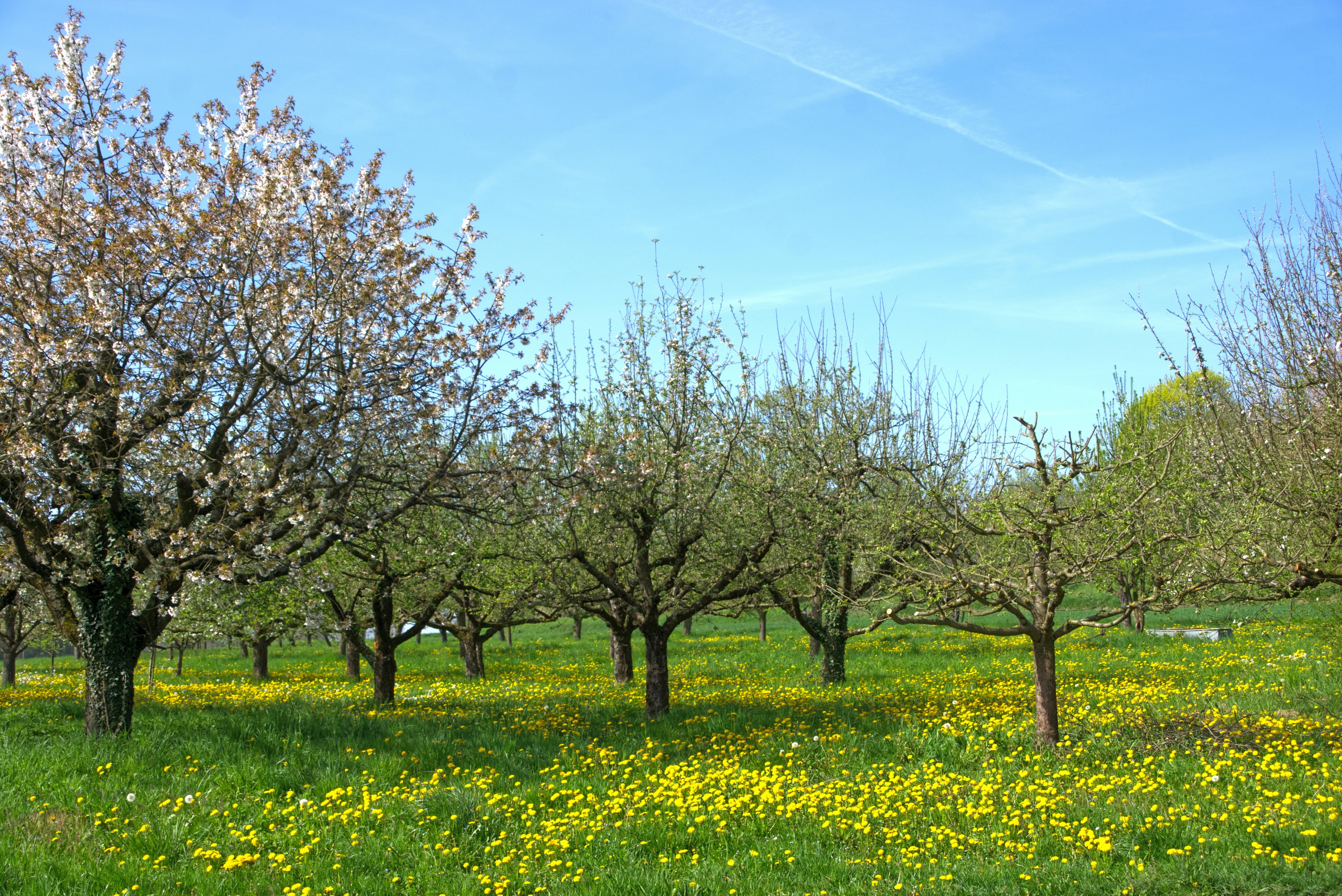 Blossoming trees in a field of yellow flowers