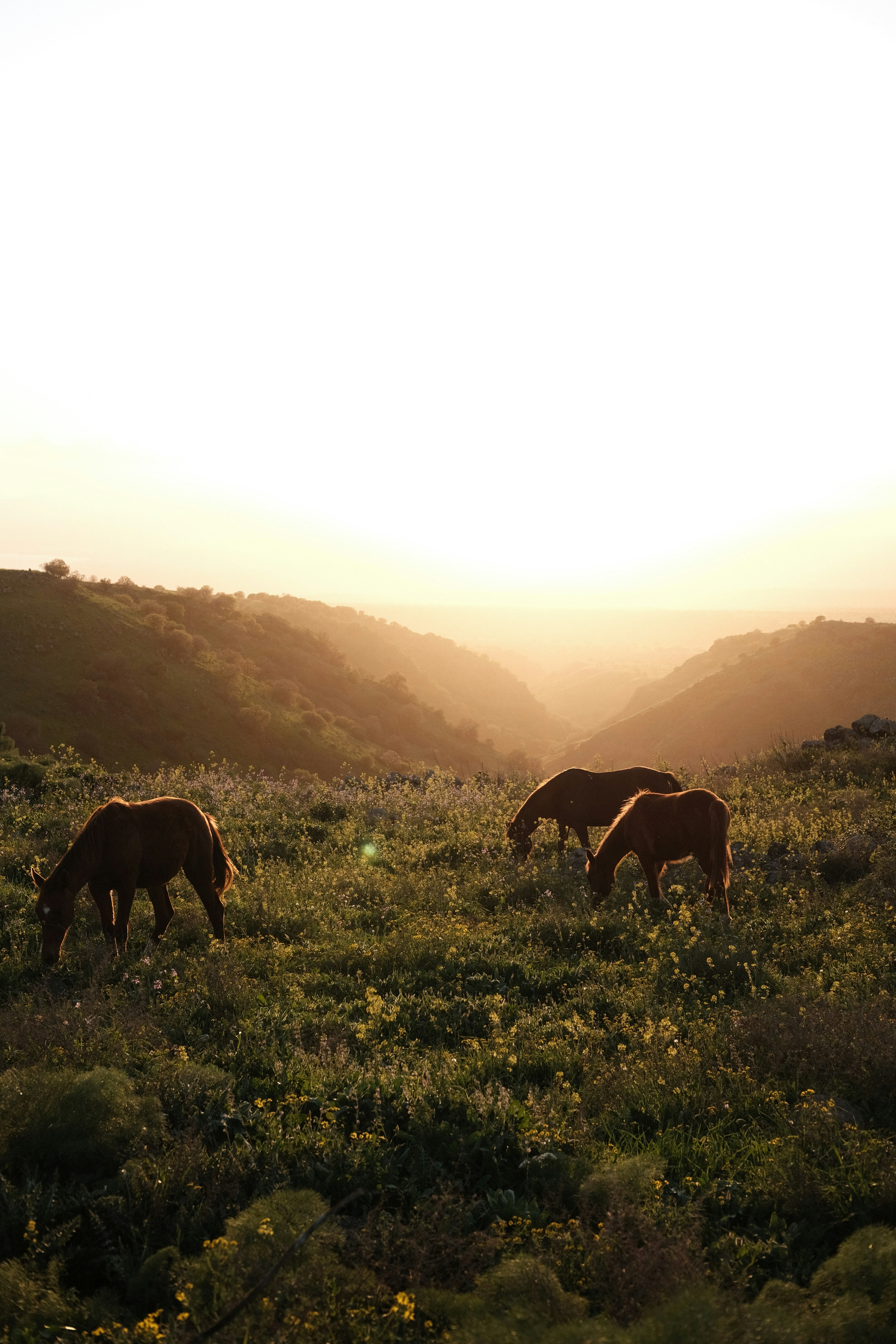 Horses grazing in a field at sunset